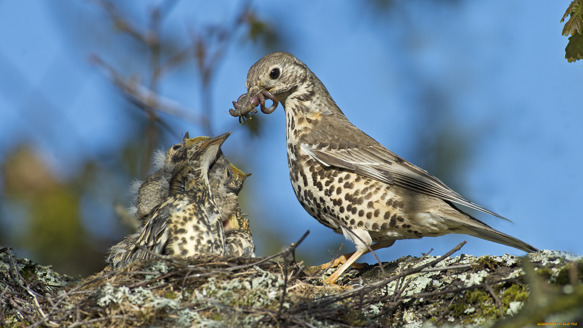 животные, птицы, птенцы, гнездо, кормежка