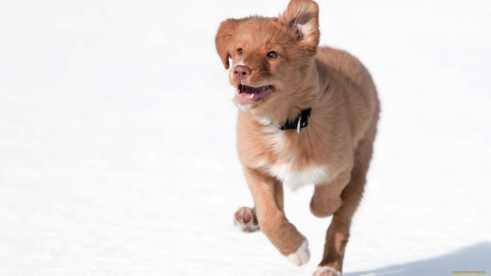 животные, собаки, бег