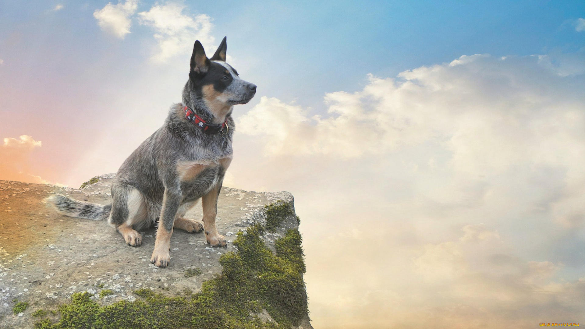 животные, собаки, облака, небо, собака, мох, скала