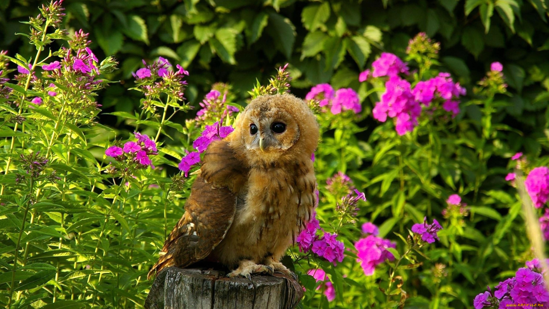 животные, совы, сова, цветы