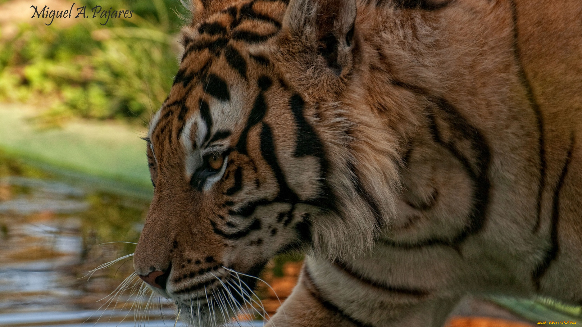 животные, тигры, хищник, капли, вода, профиль, морда