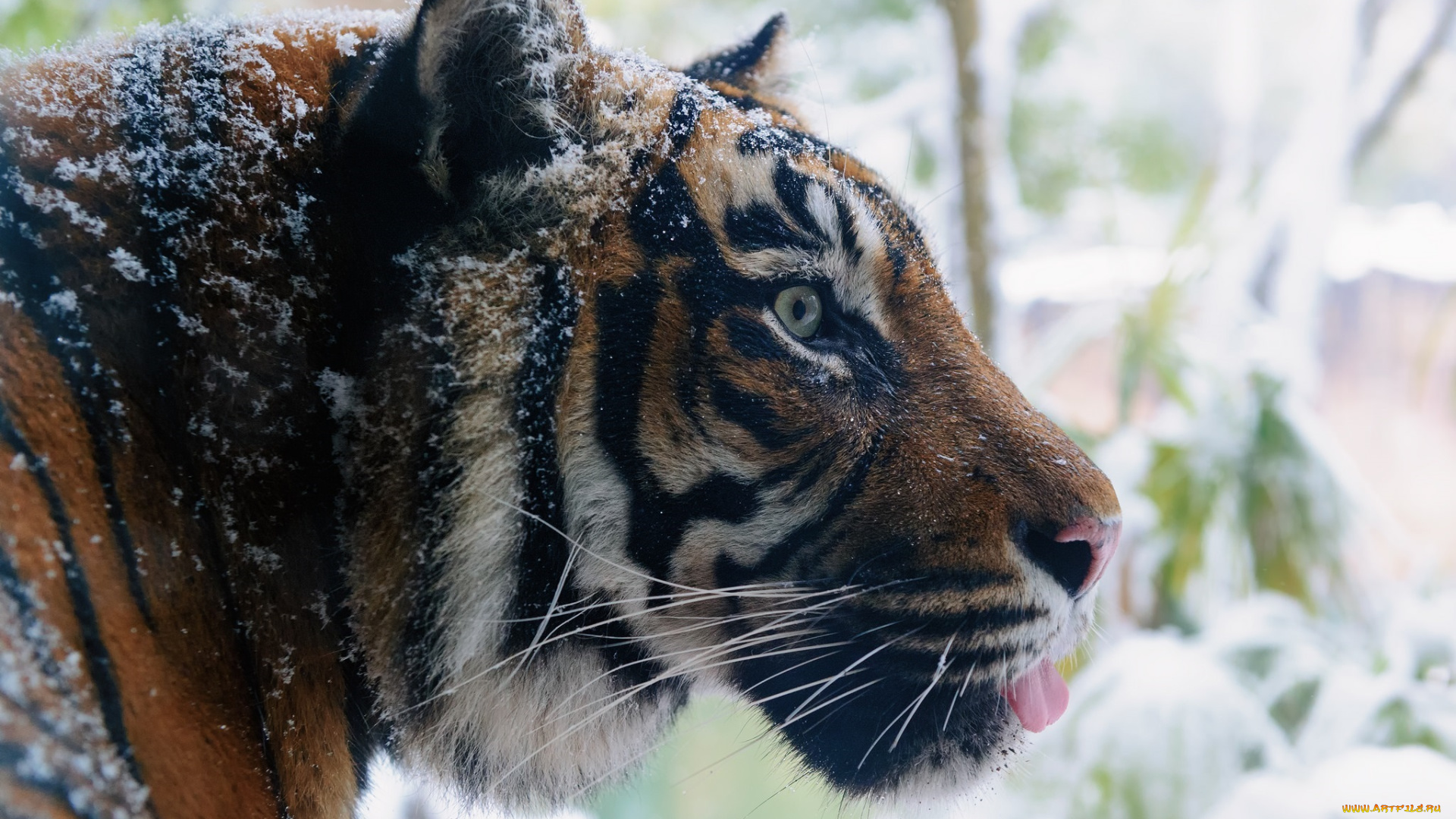 животные, тигры, профиль, кошка, мех, зима