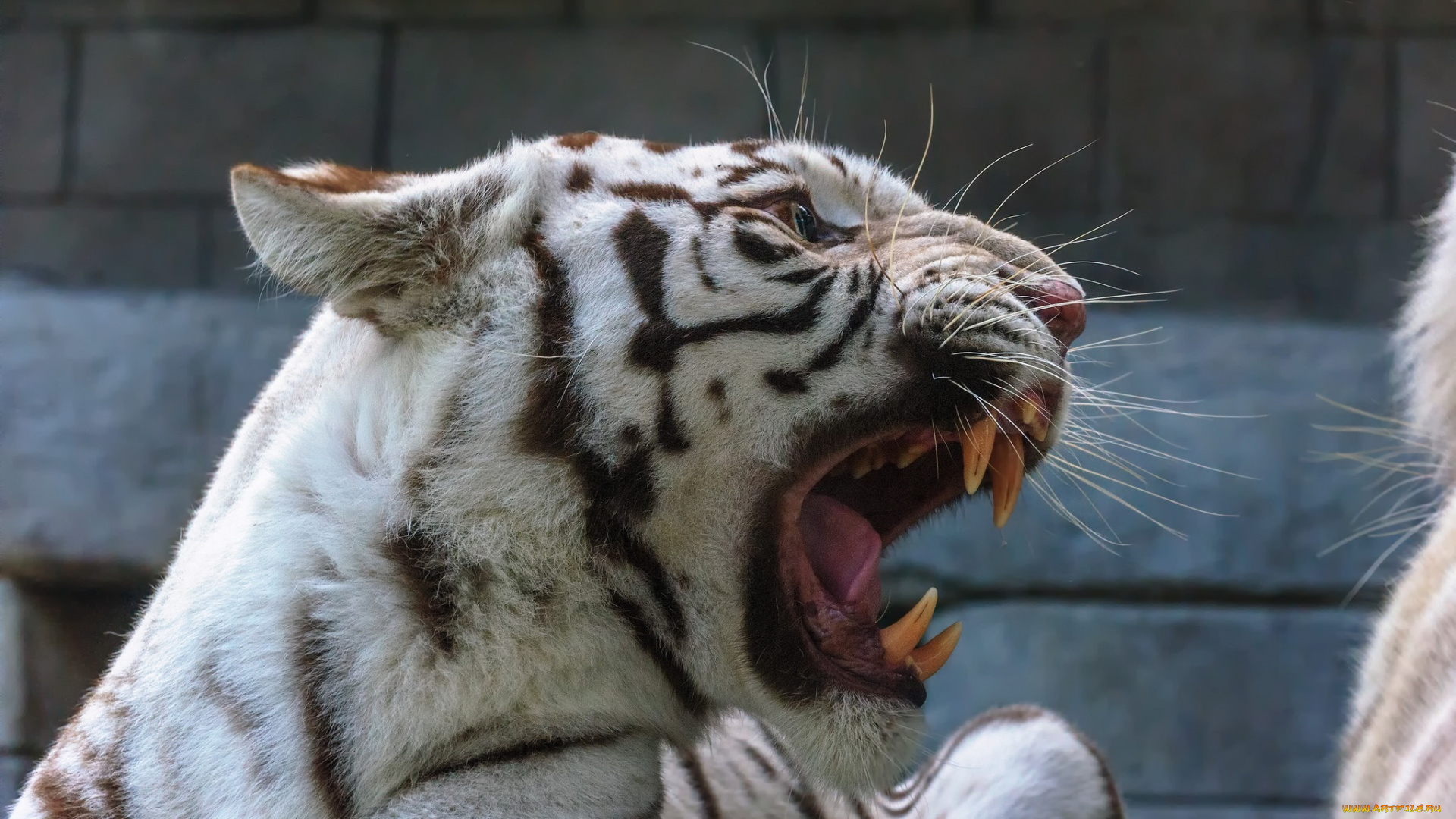 животные, тигры, угроза, злость, ярость, рык, оскал, морда, хищник, белый, клыки, пасть, ссора