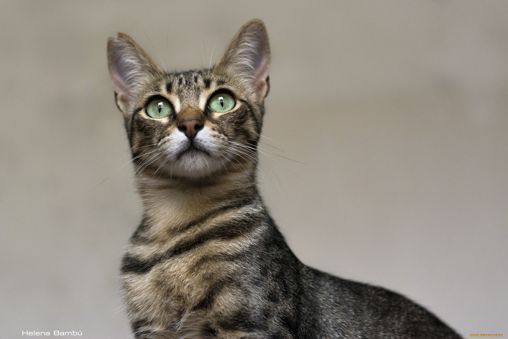 животные, коты, морда, кошка, грация