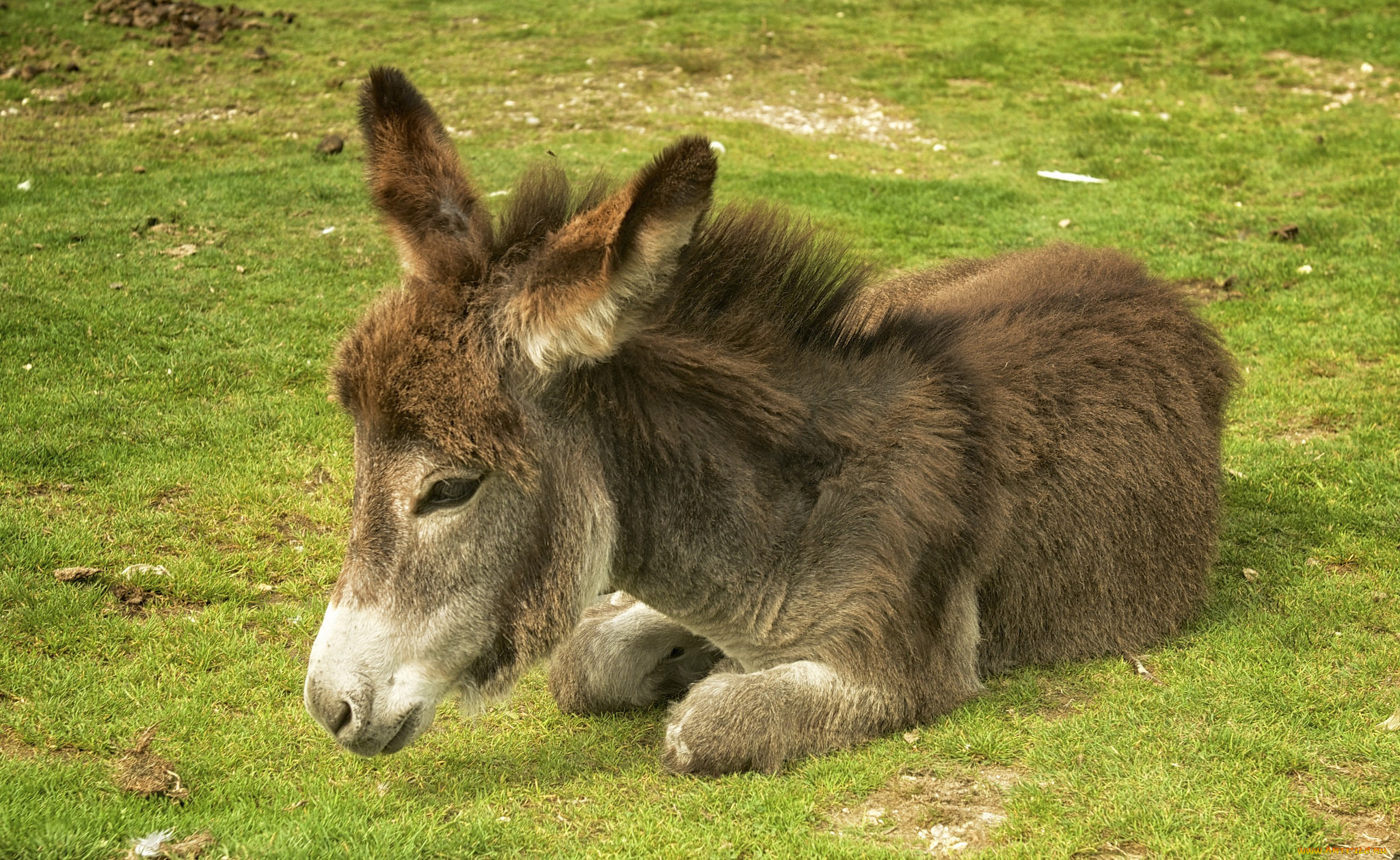 животные, ослы, ослик