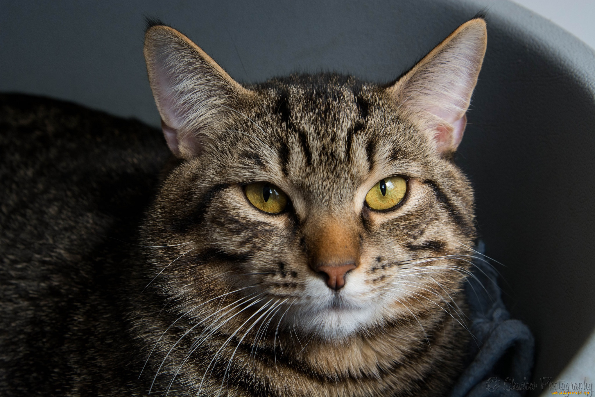 животные, коты, морда