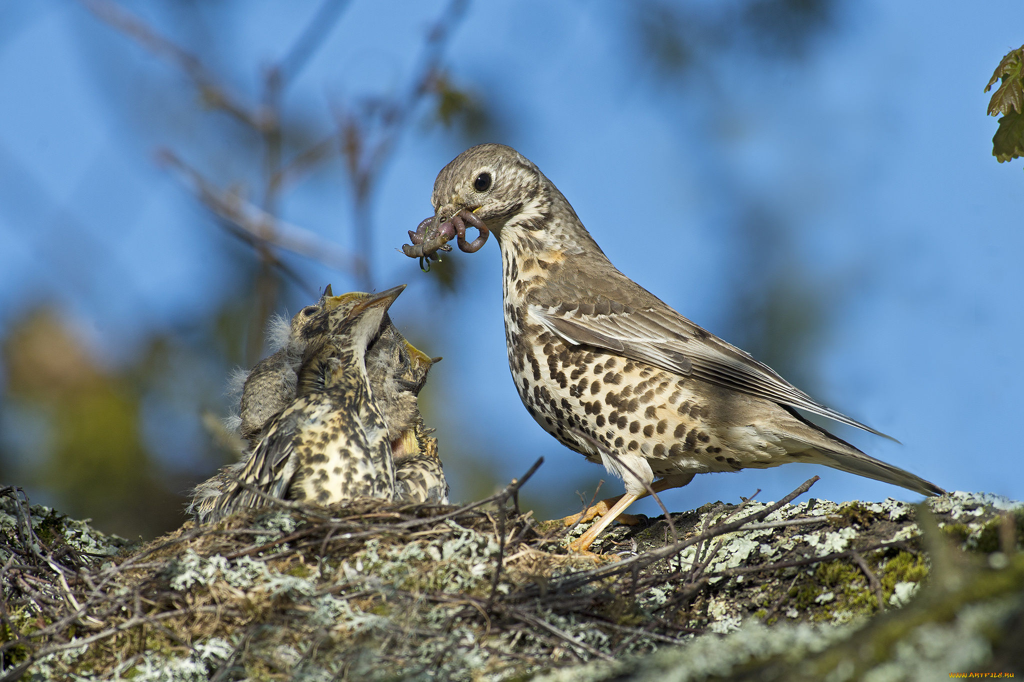 животные, птицы, птенцы, гнездо, кормежка