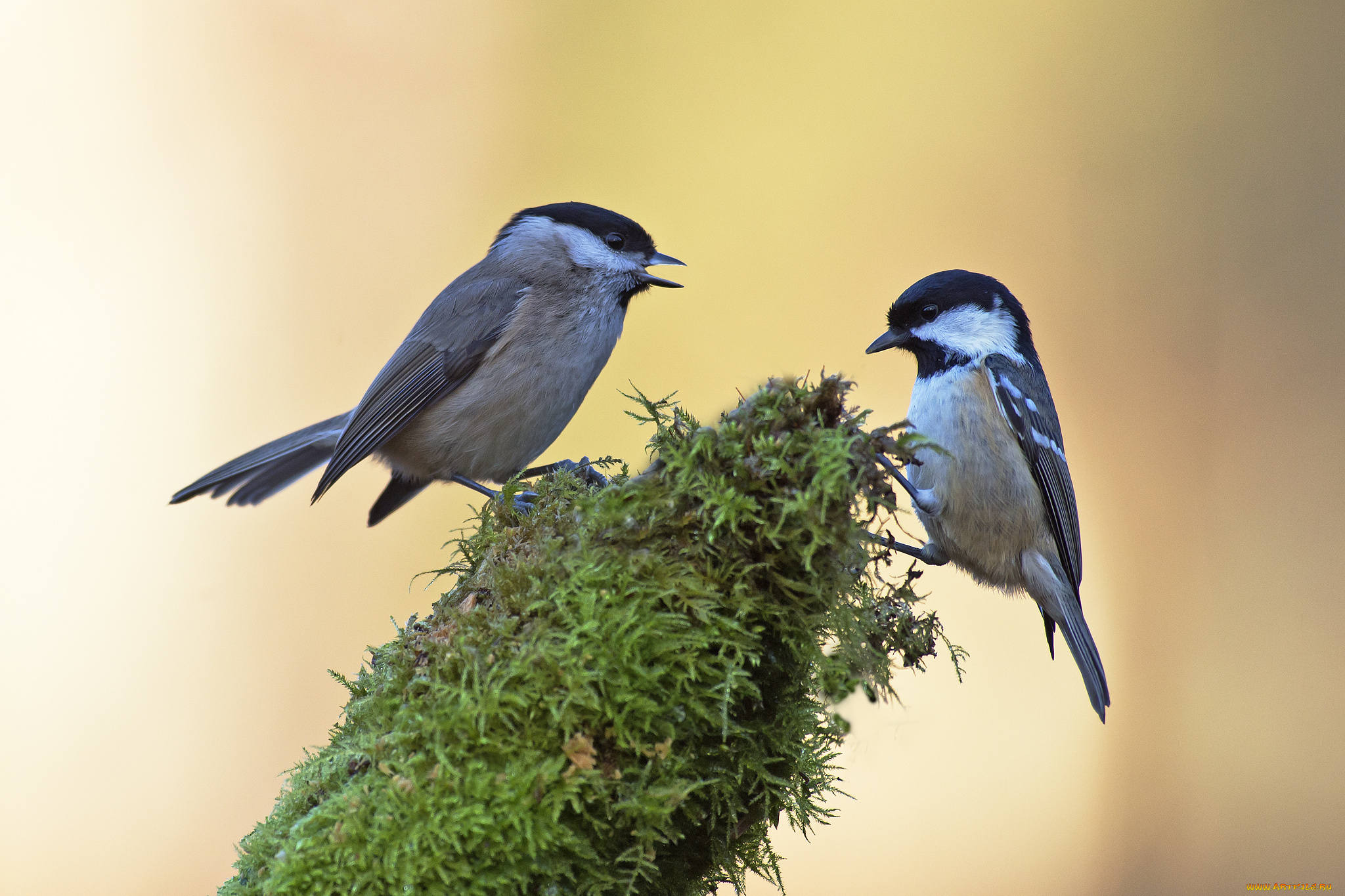 животные, синицы, , лазоревки, синички