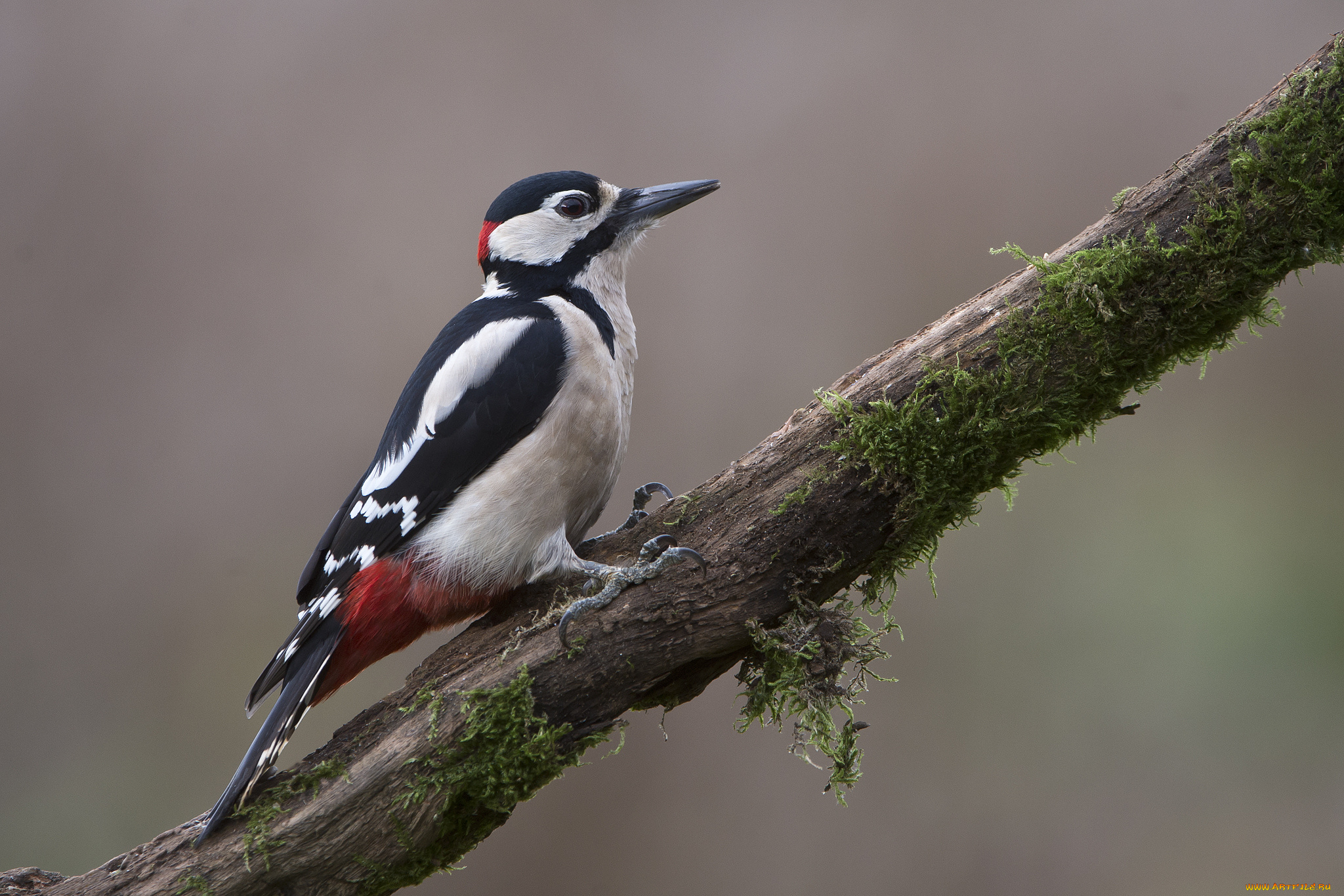 животные, дятлы, сук, дятел