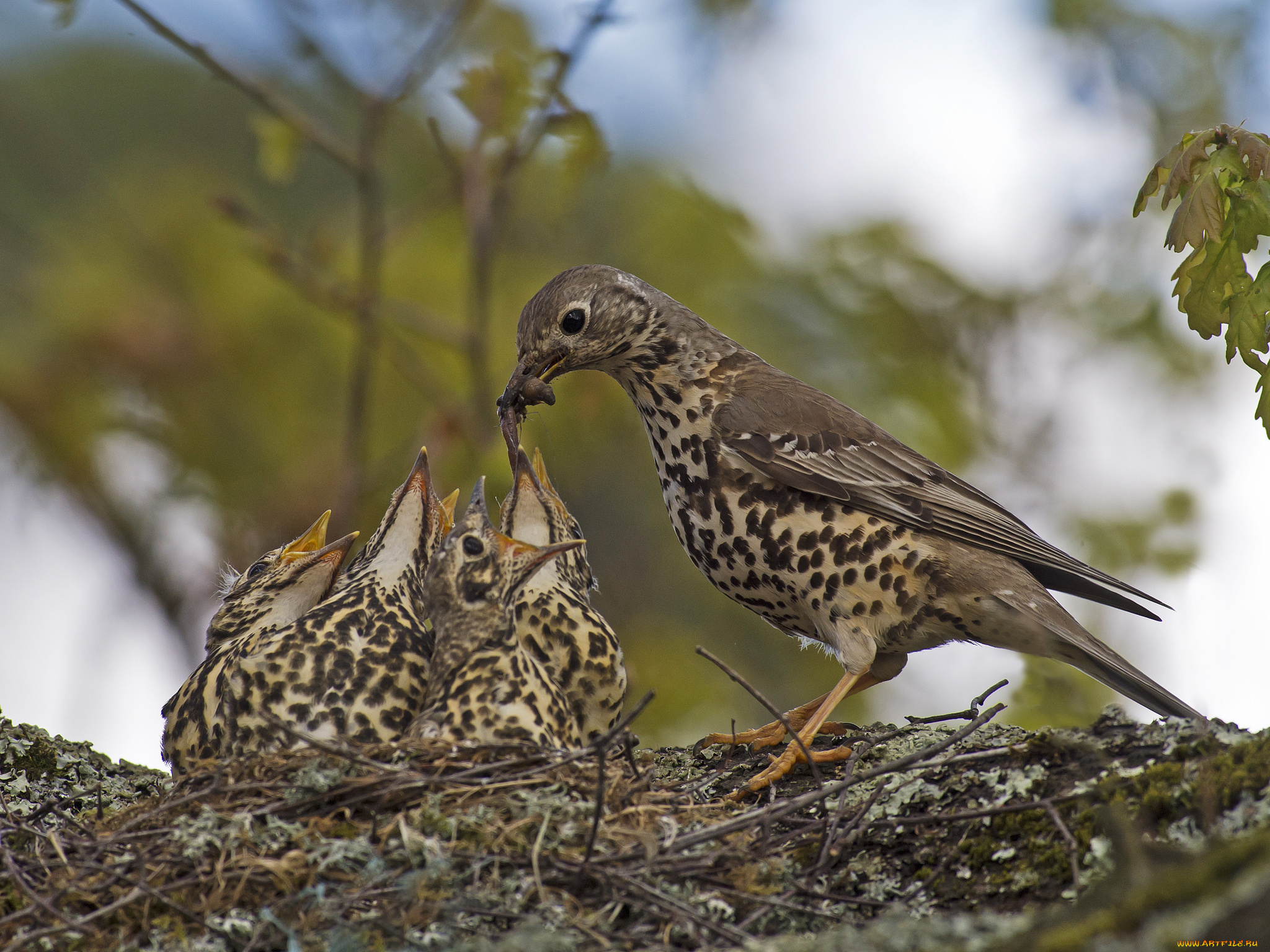 животные, птицы, кормежка, птенцы, гнездо