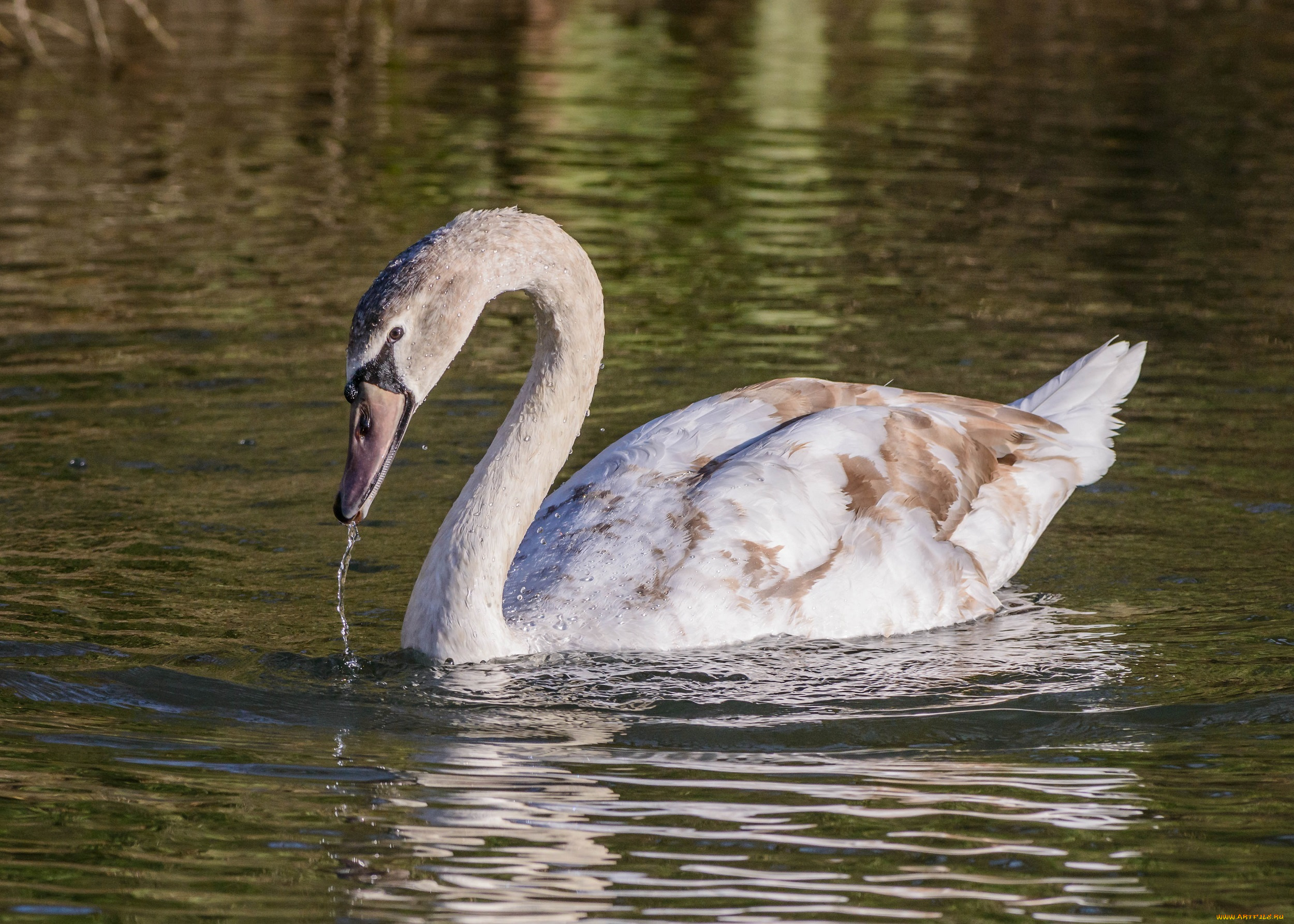 животные, лебеди, капли, вода, грация, шея