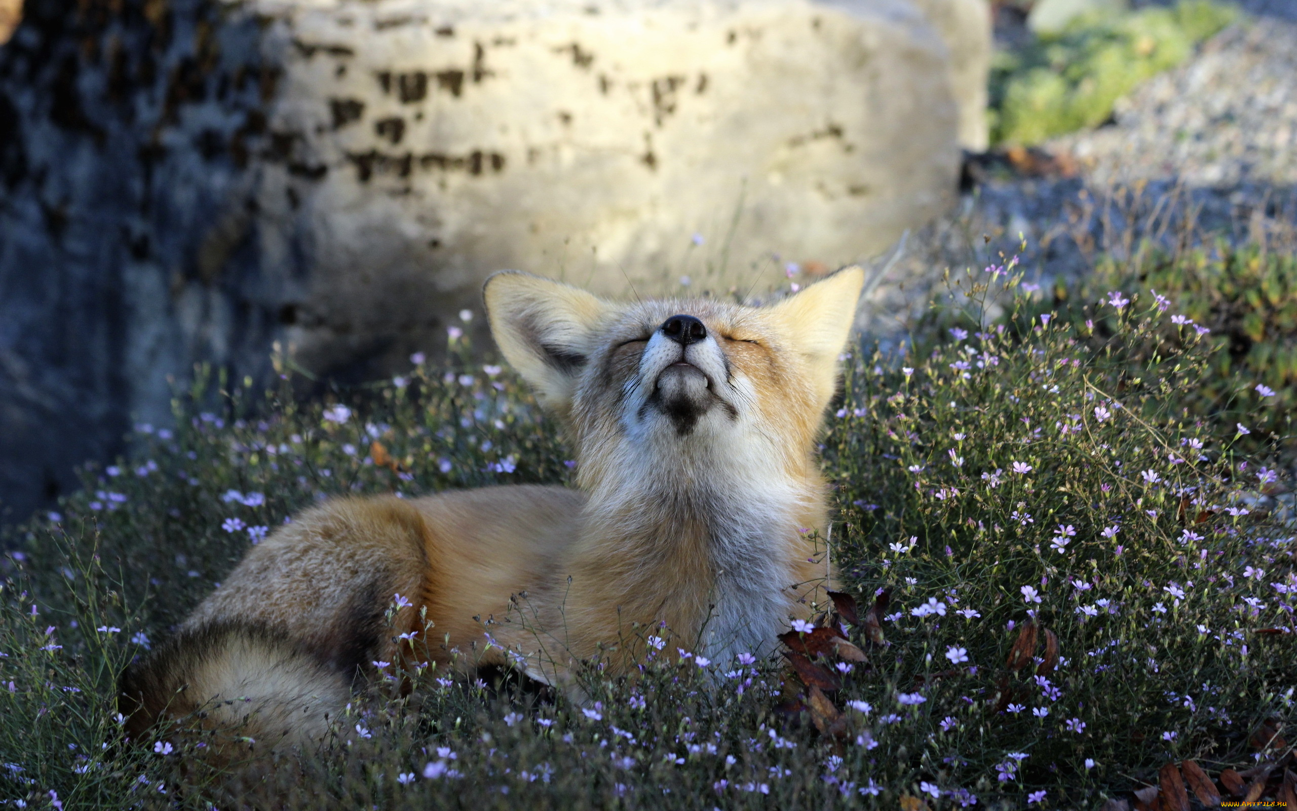 животные, лисы, animal, attitude, fox, nature