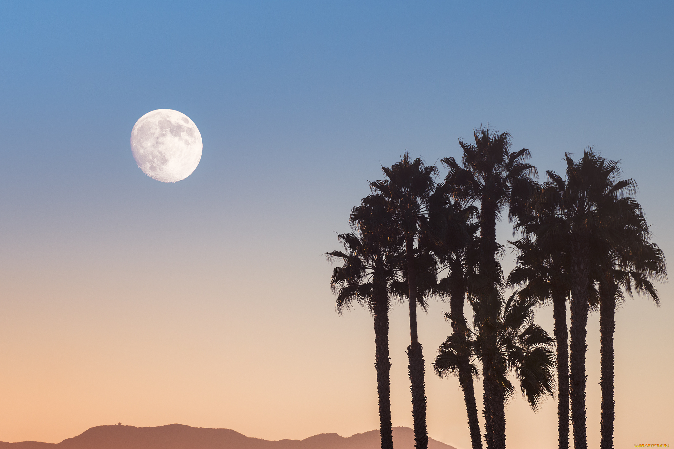 природа, деревья, небо, луна, пальмы