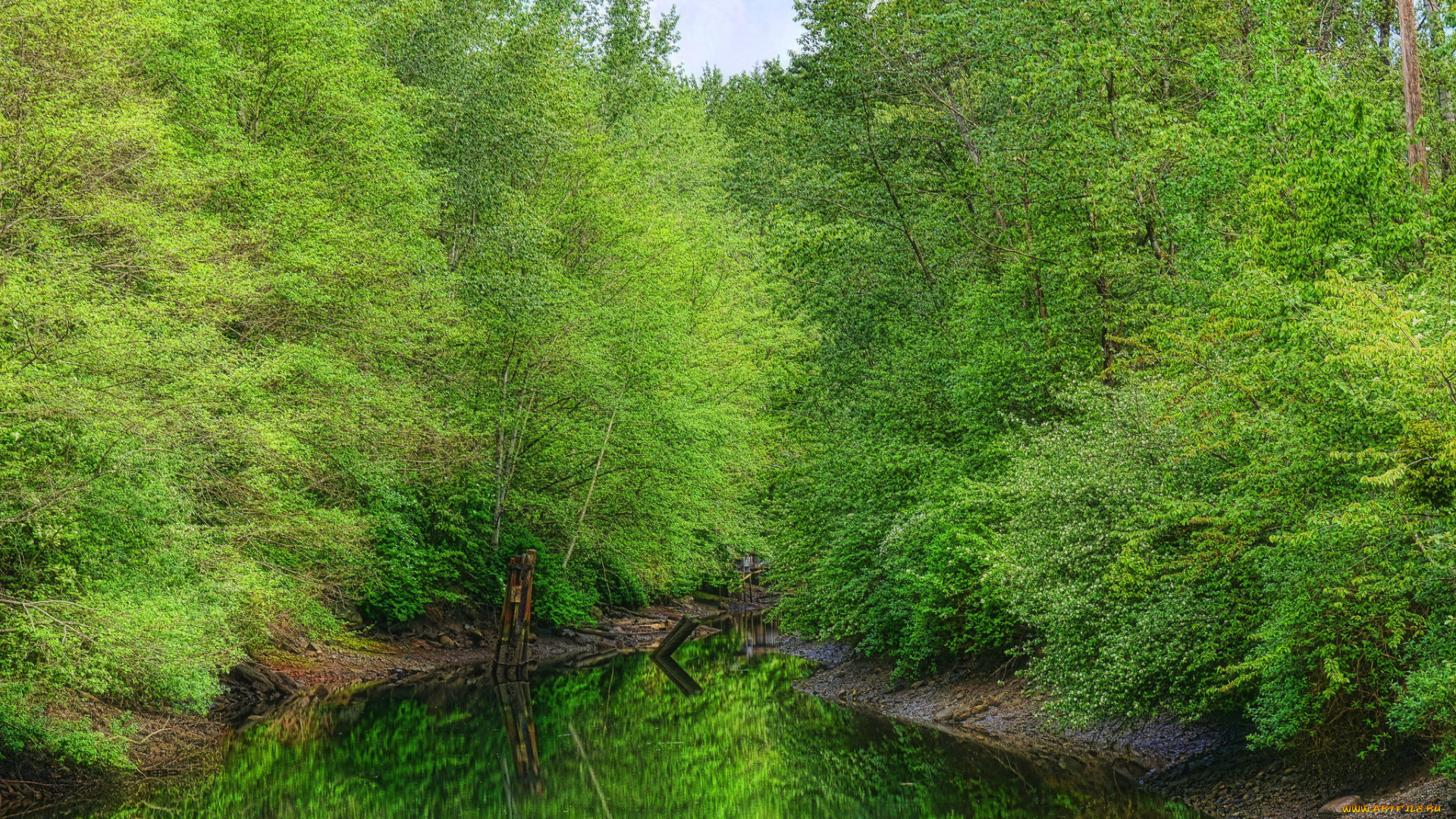 природа, реки, озера, лес, река