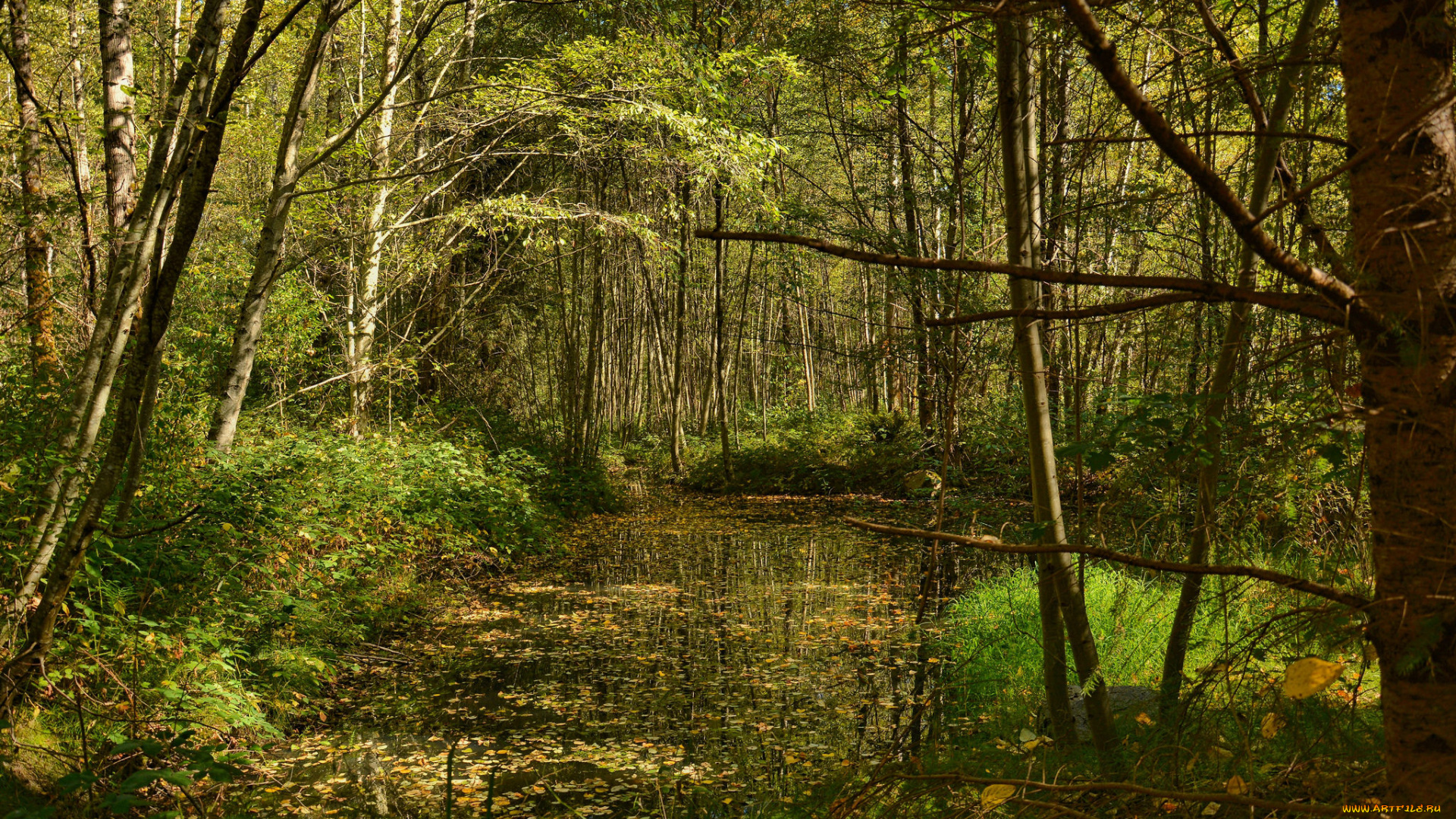 природа, реки, озера, река, лес