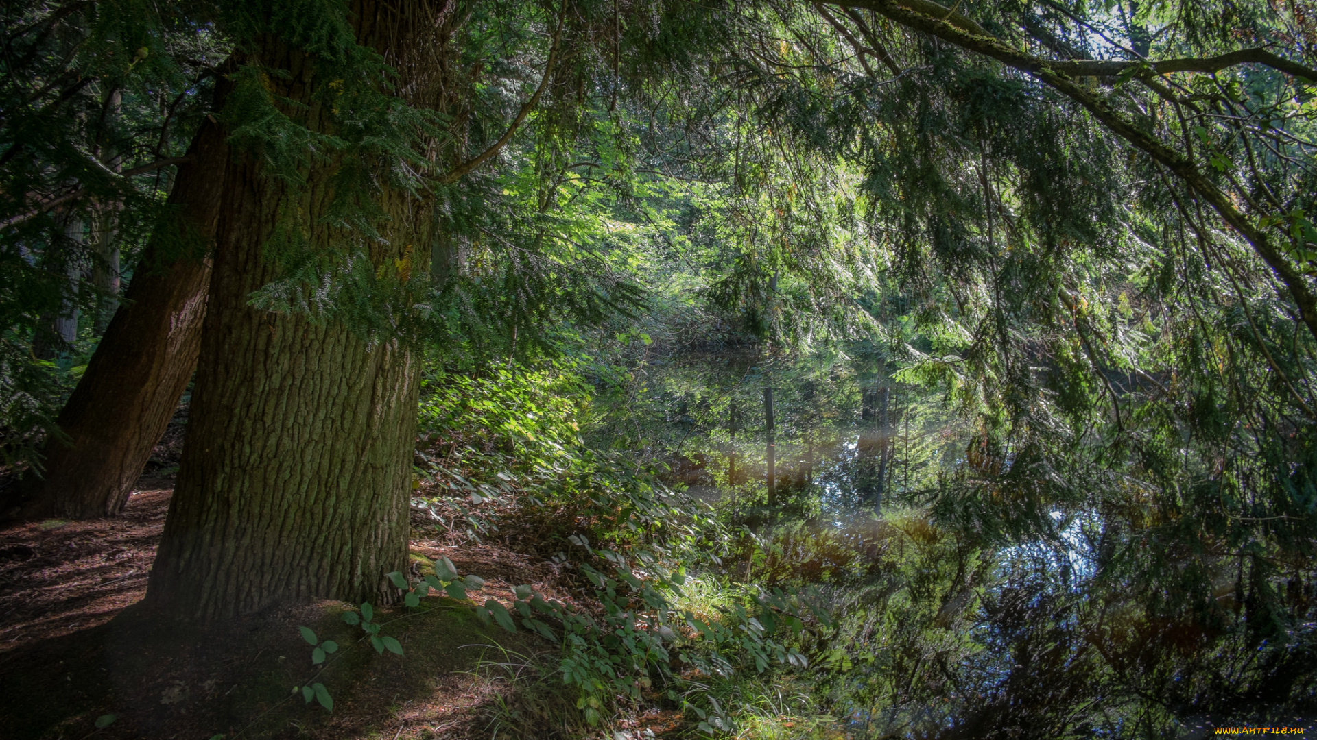 природа, реки, озера, река, лес