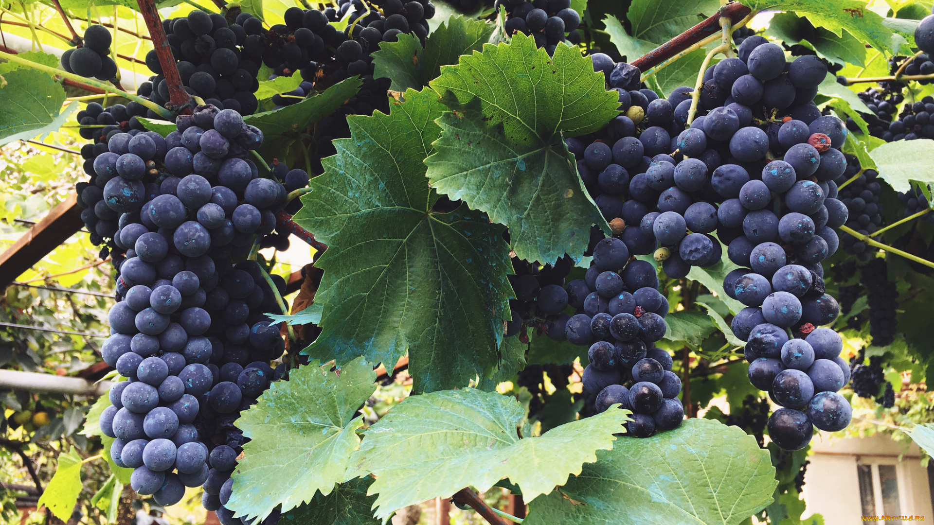 природа, Ягоды, , виноград, лоза