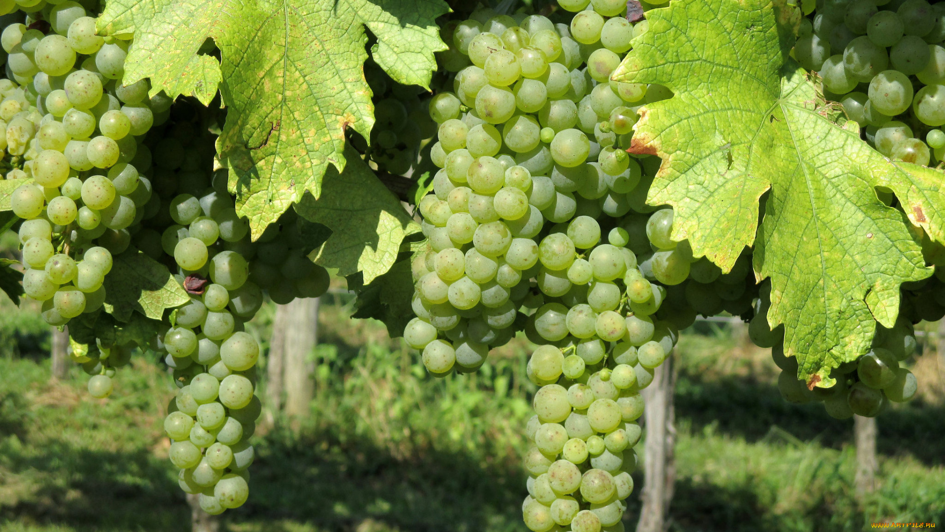 природа, Ягоды, , виноград, лоза