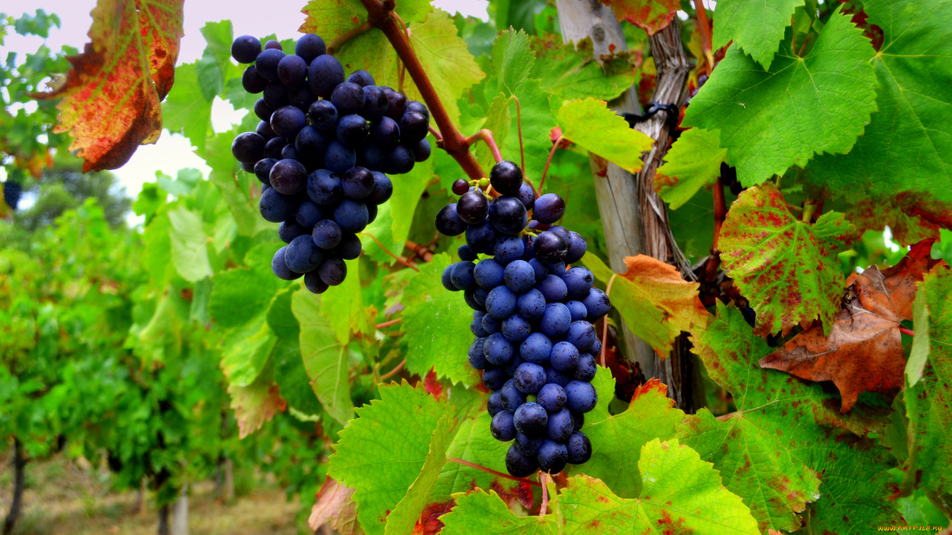 природа, Ягоды, , виноград, лоза