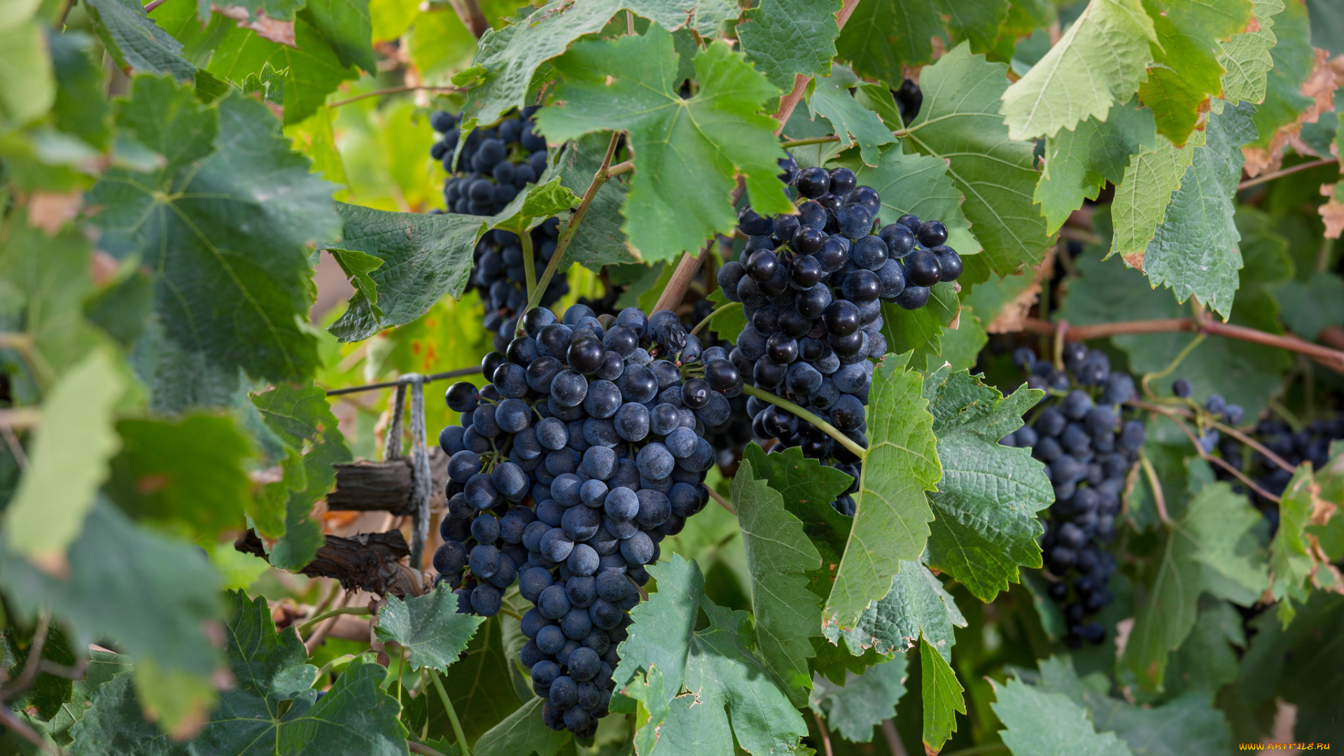 природа, Ягоды, , виноград, лоза