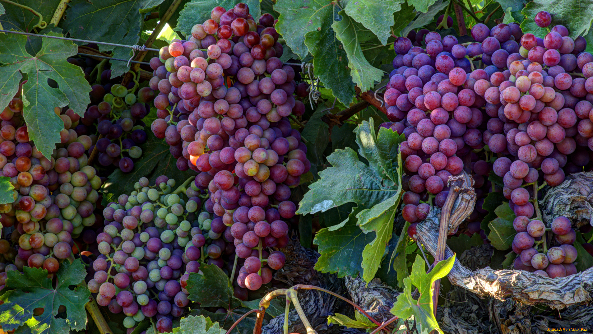 природа, Ягоды, , виноград, лоза