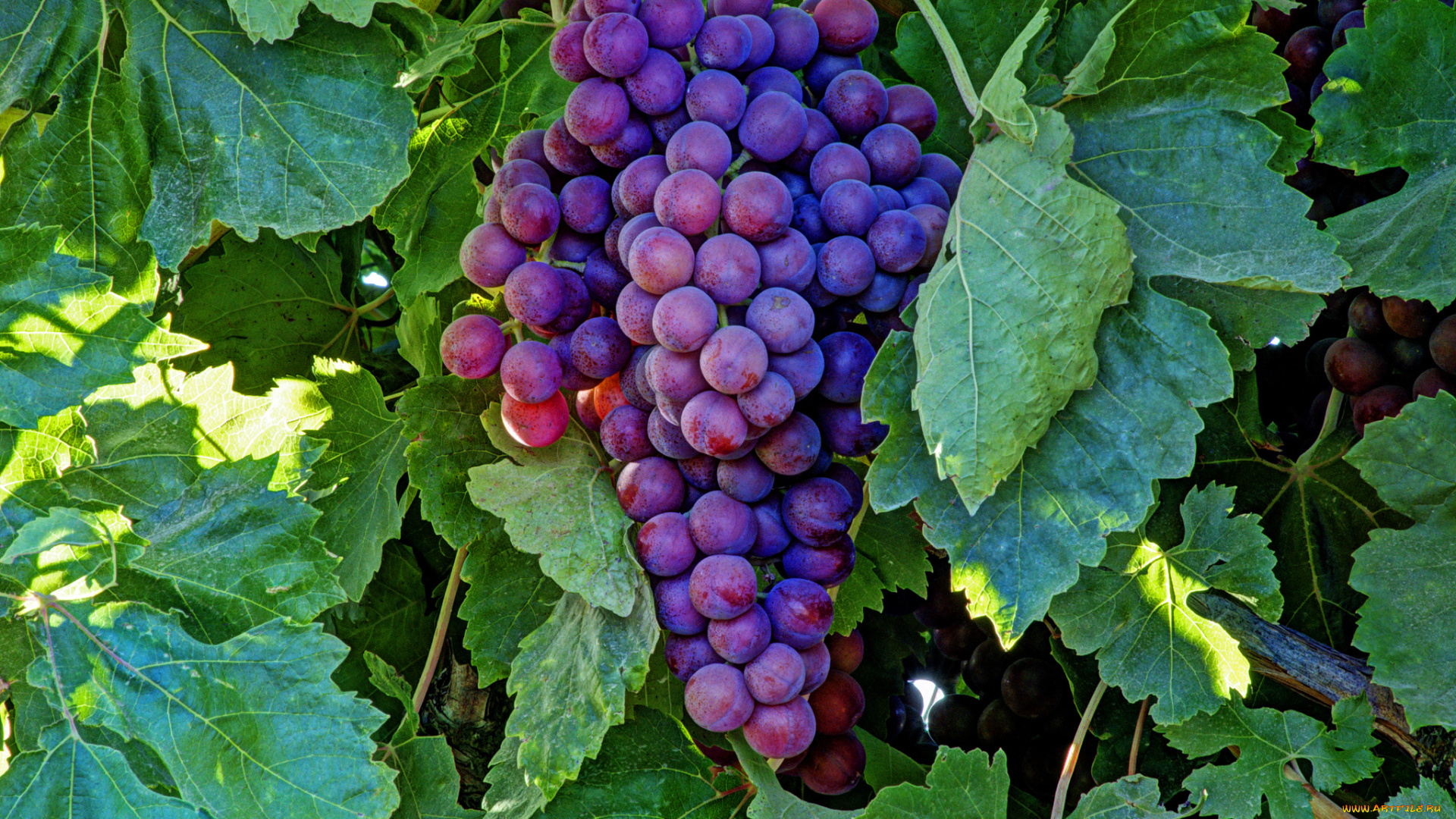 природа, Ягоды, , виноград, лоза