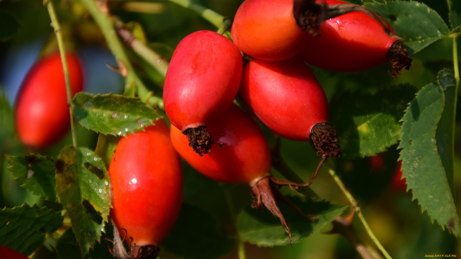 природа, Ягоды, шиповник