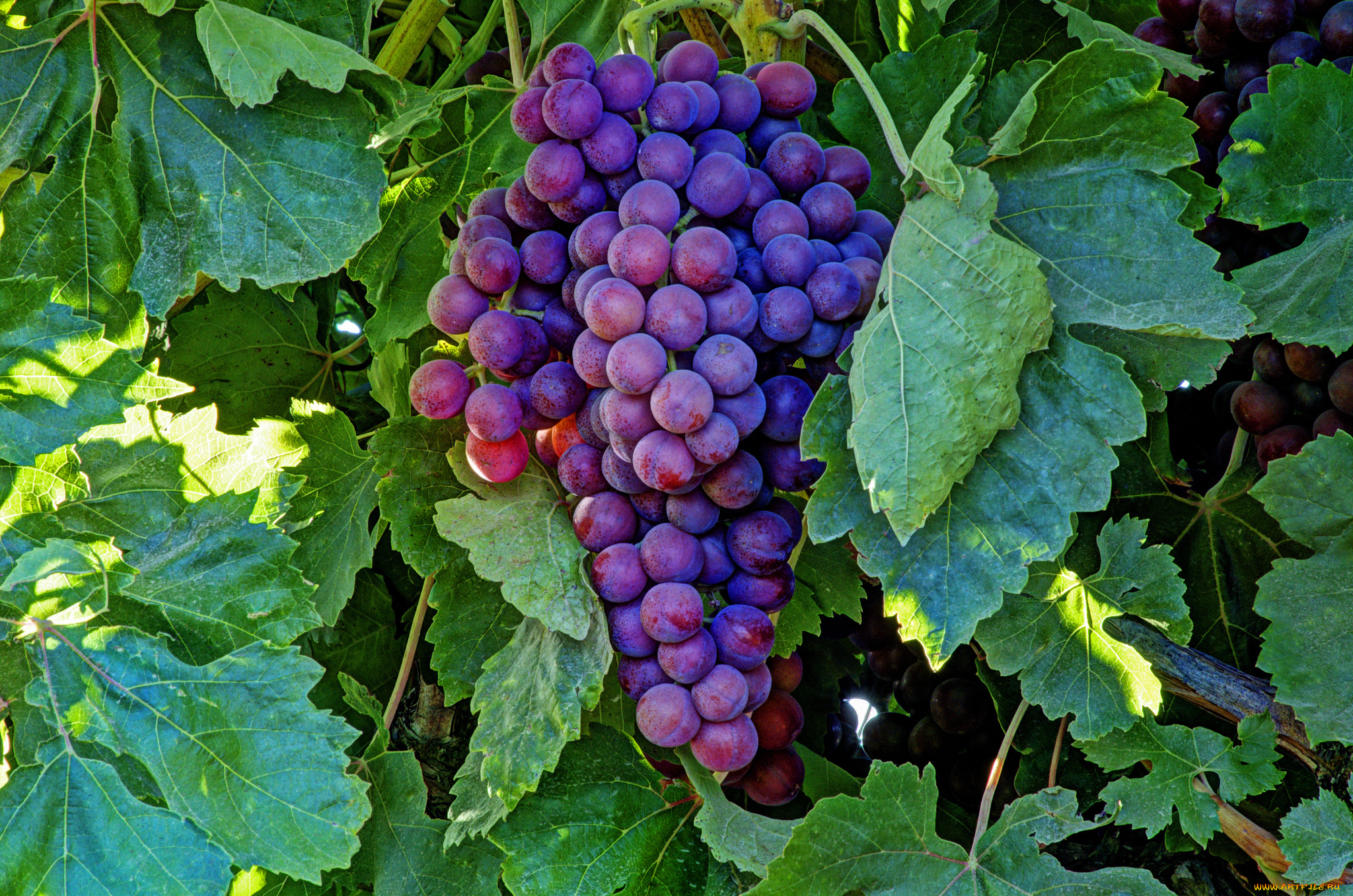 природа, Ягоды, , виноград, лоза