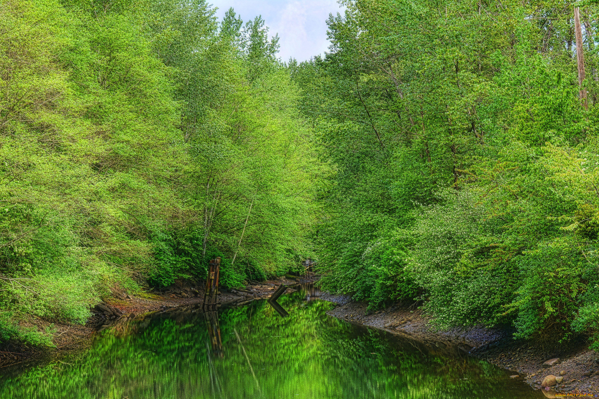 природа, реки, озера, лес, река