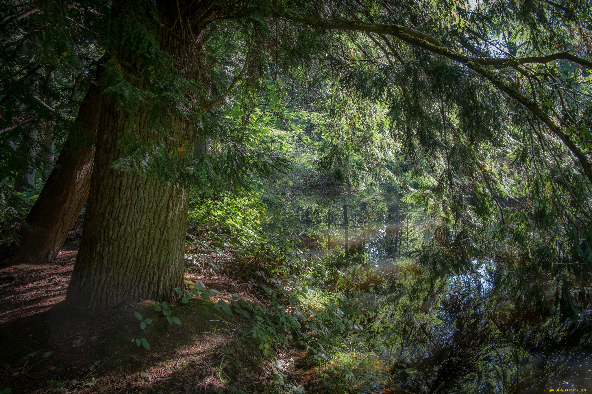 природа, реки, озера, река, лес