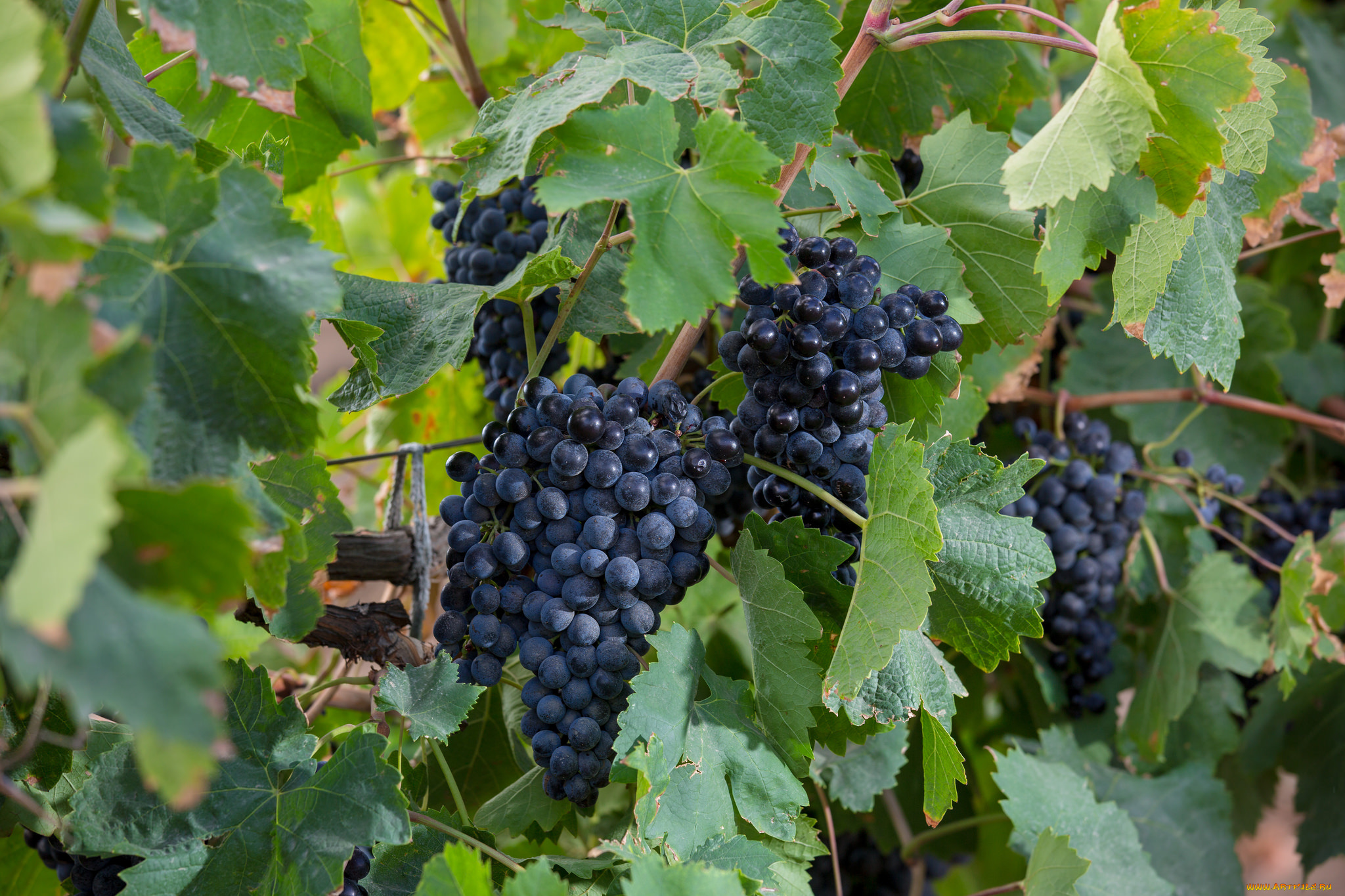 природа, Ягоды, , виноград, лоза