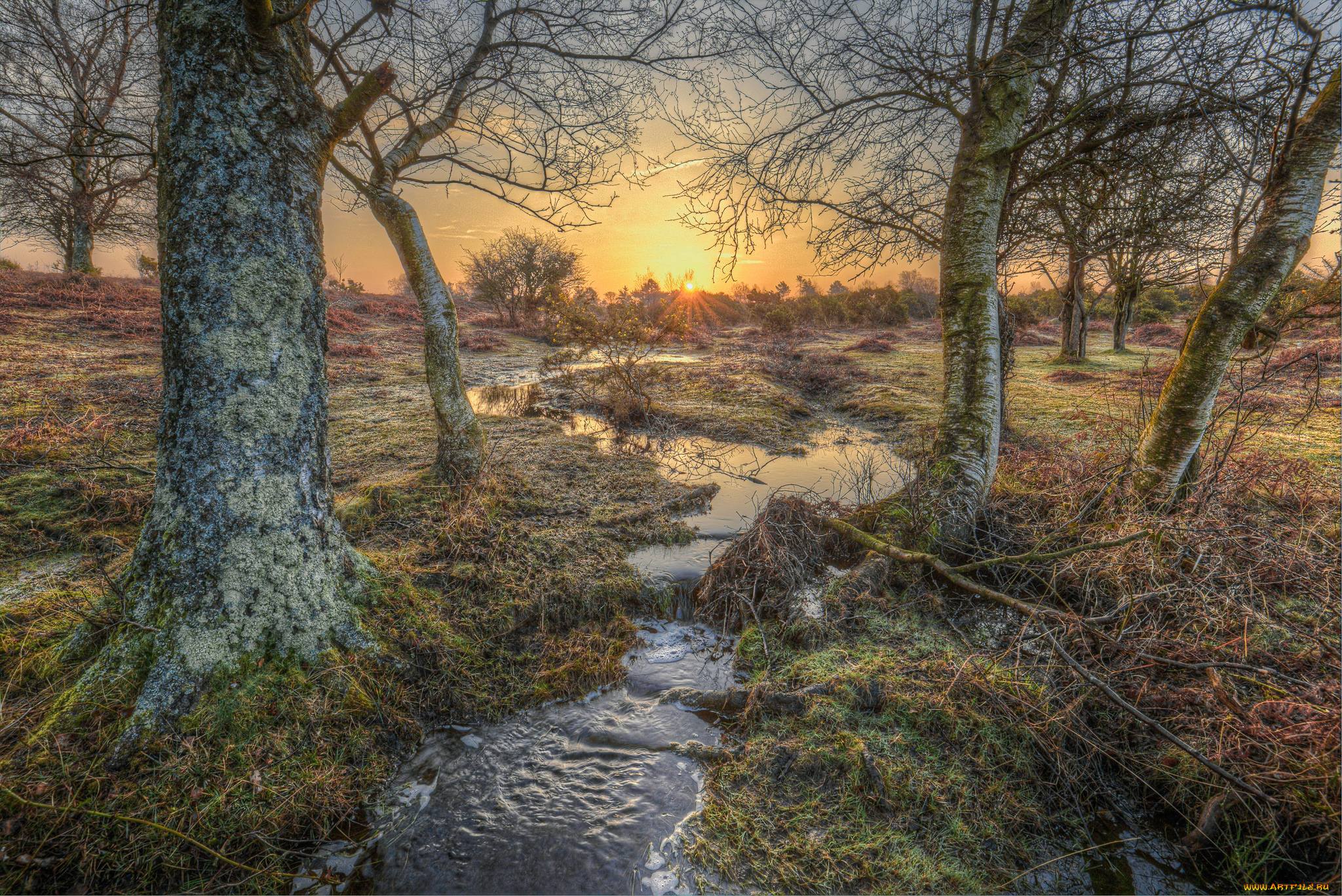 природа, реки, озера, река, лес