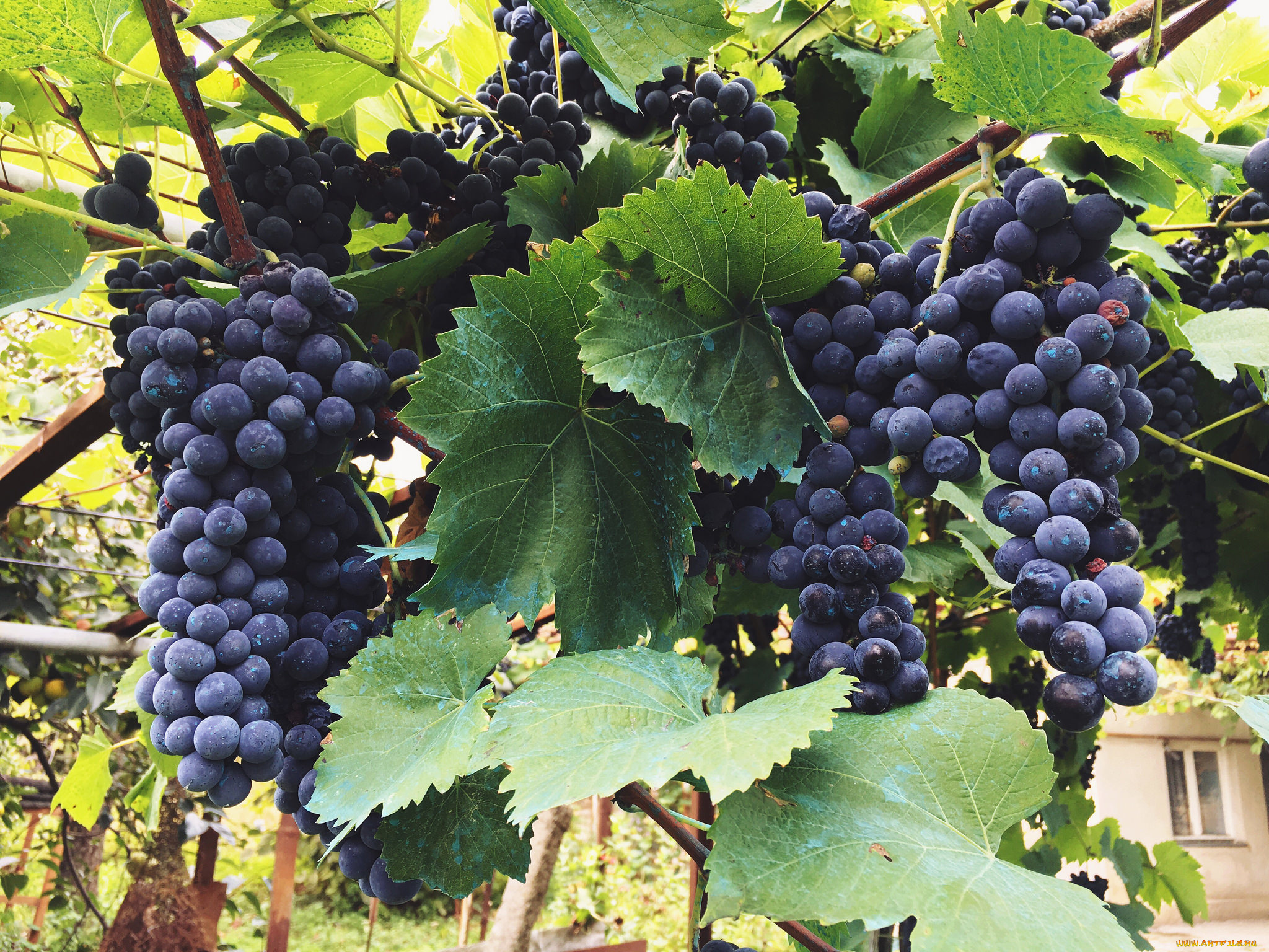 природа, Ягоды, , виноград, лоза