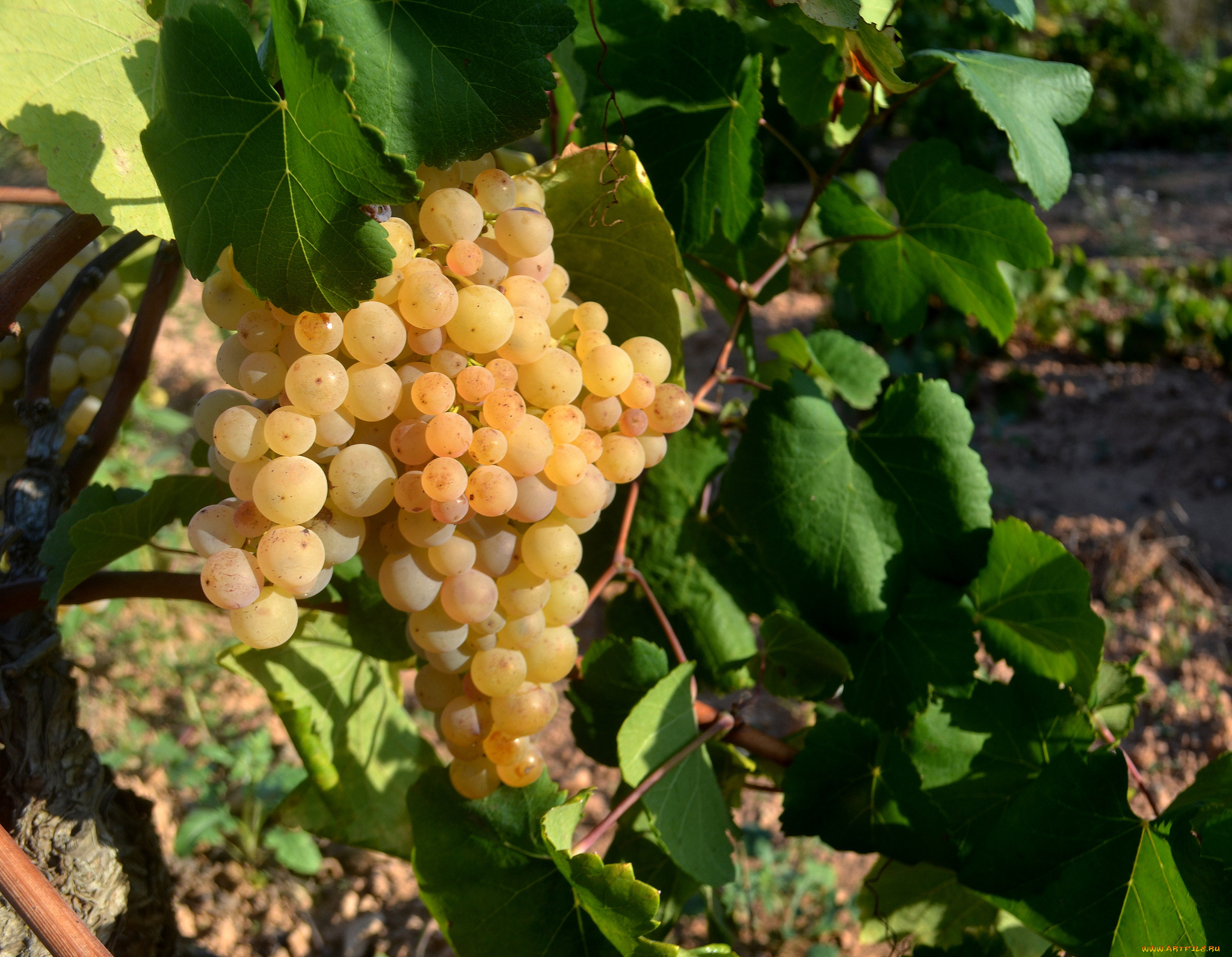 природа, Ягоды, , виноград, лоза