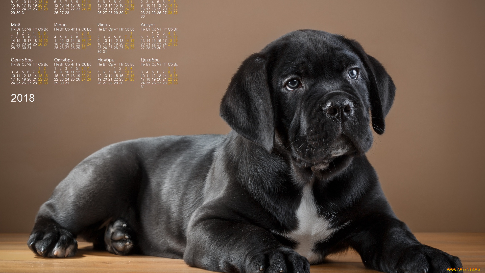 календари, животные, черный, цвет, взгляд