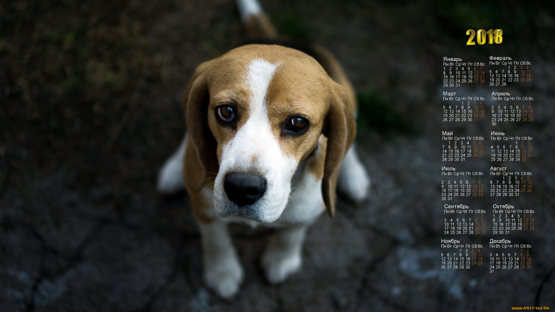 календари, животные, собака, взгляд