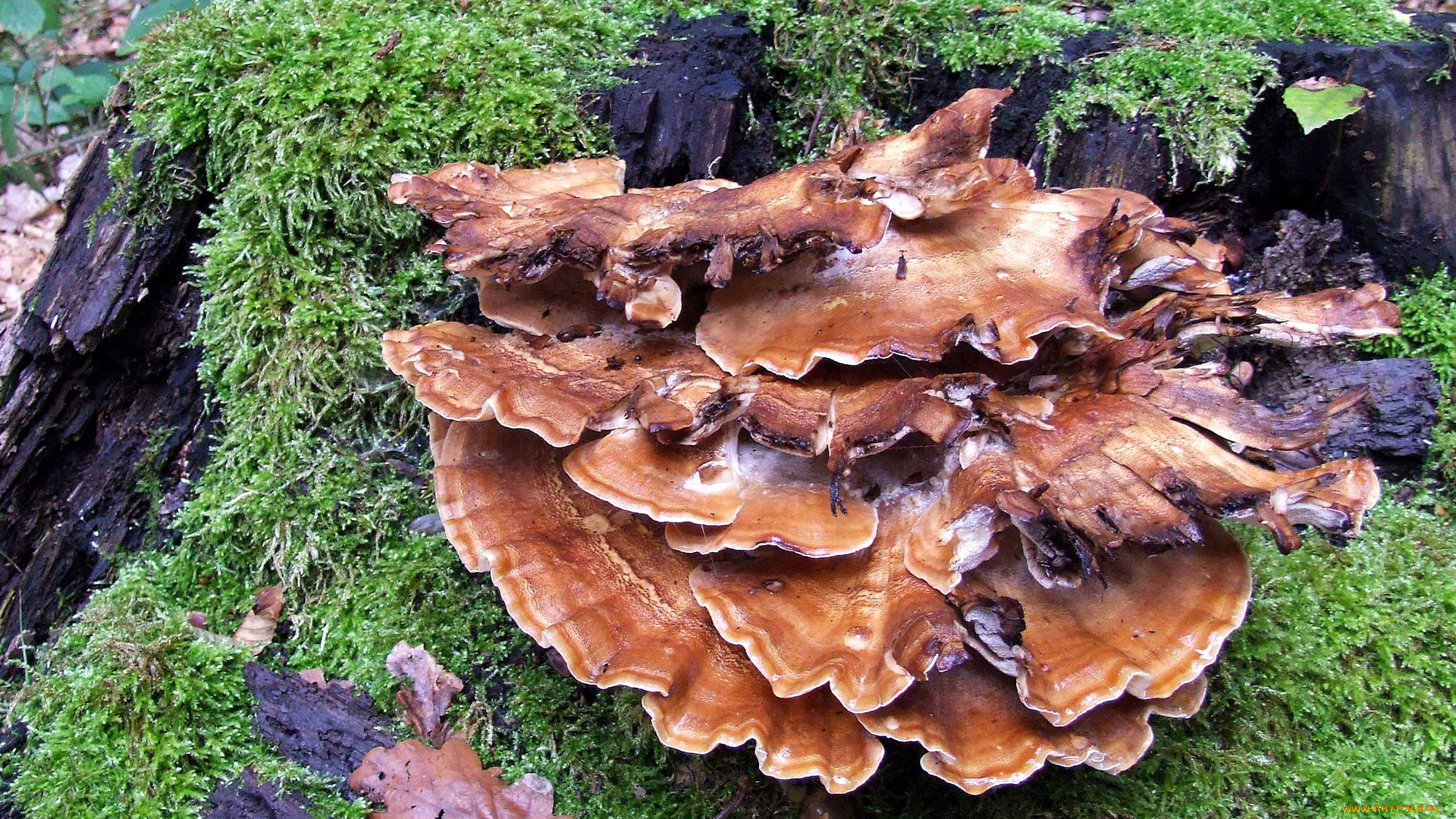 meripilus, giganteus, природа, грибы, meripilus, giganteus