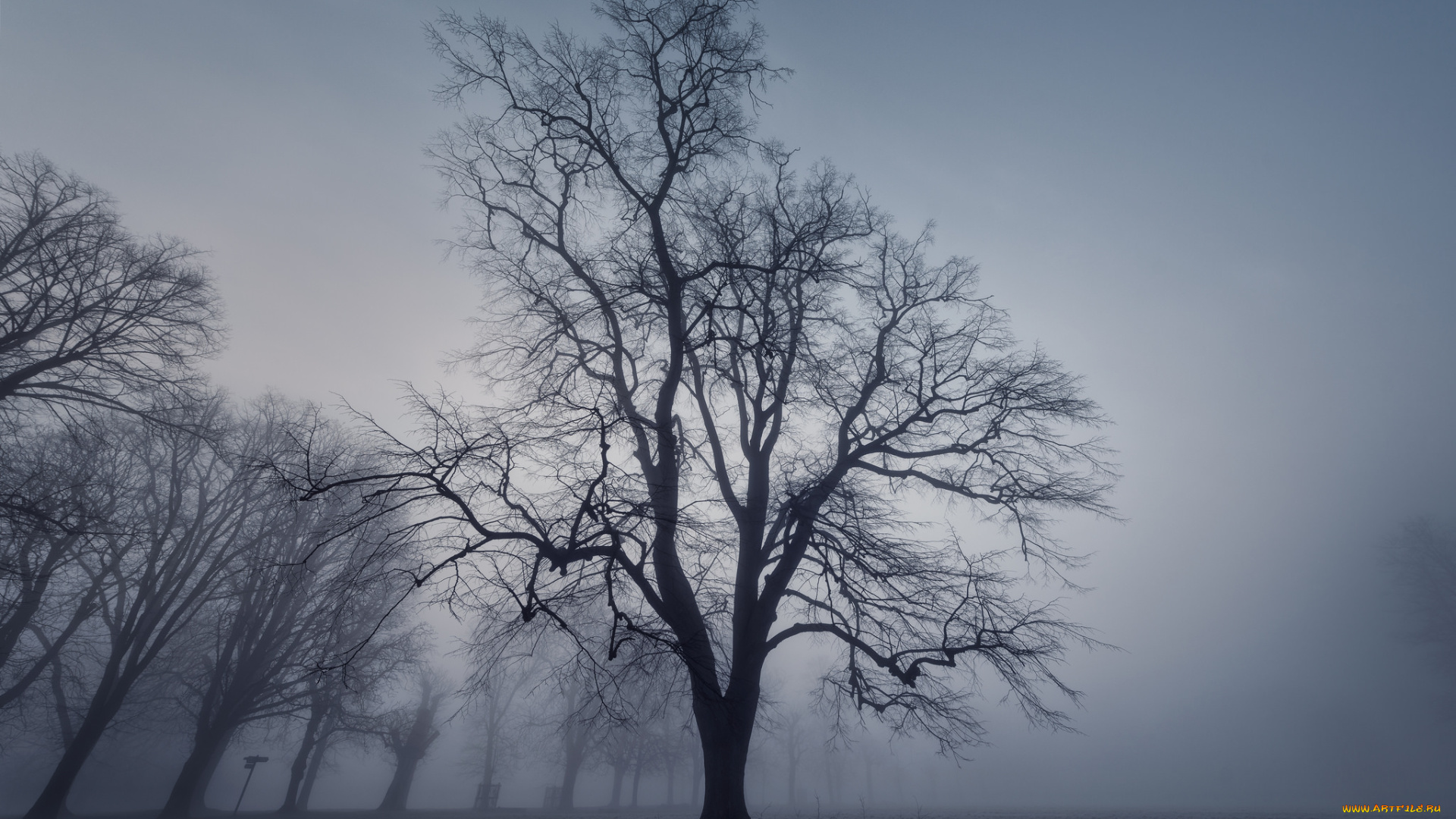 природа, деревья, дерево