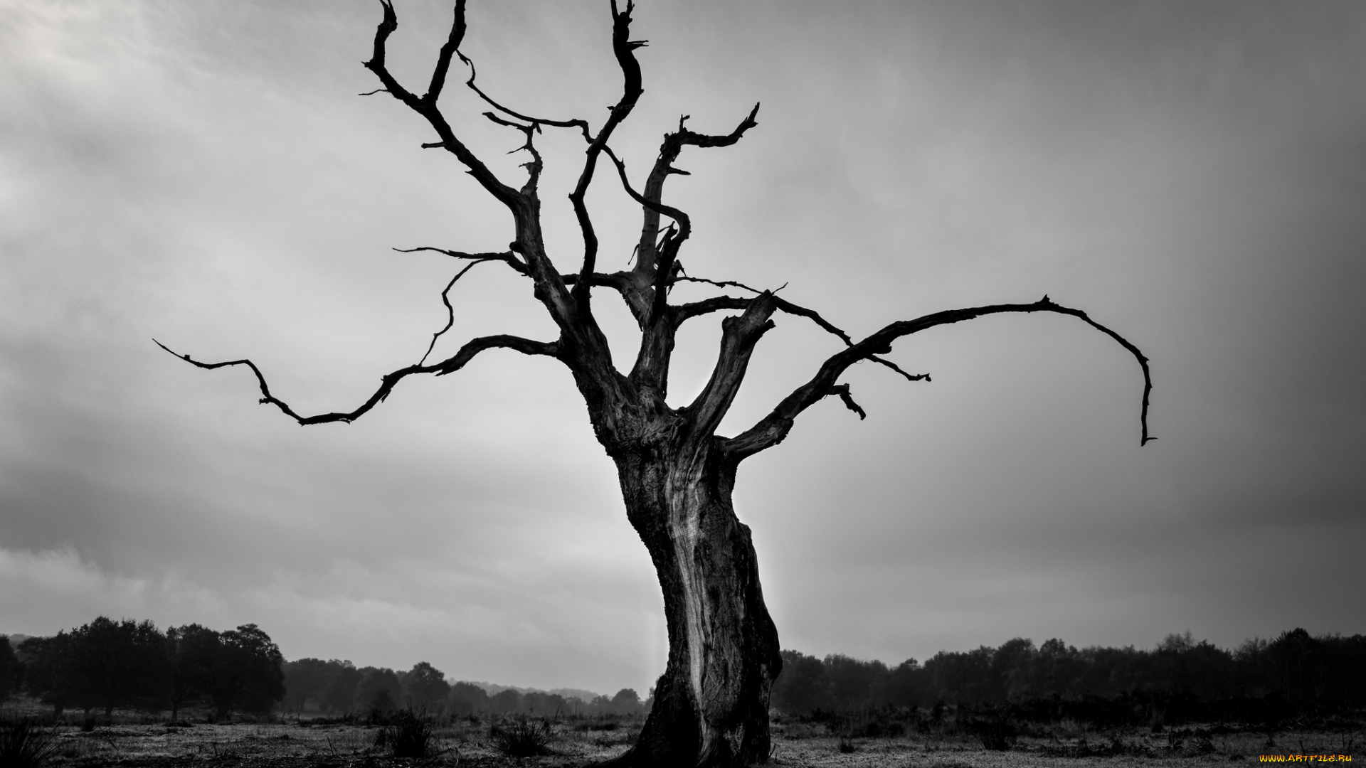 природа, деревья, коряга