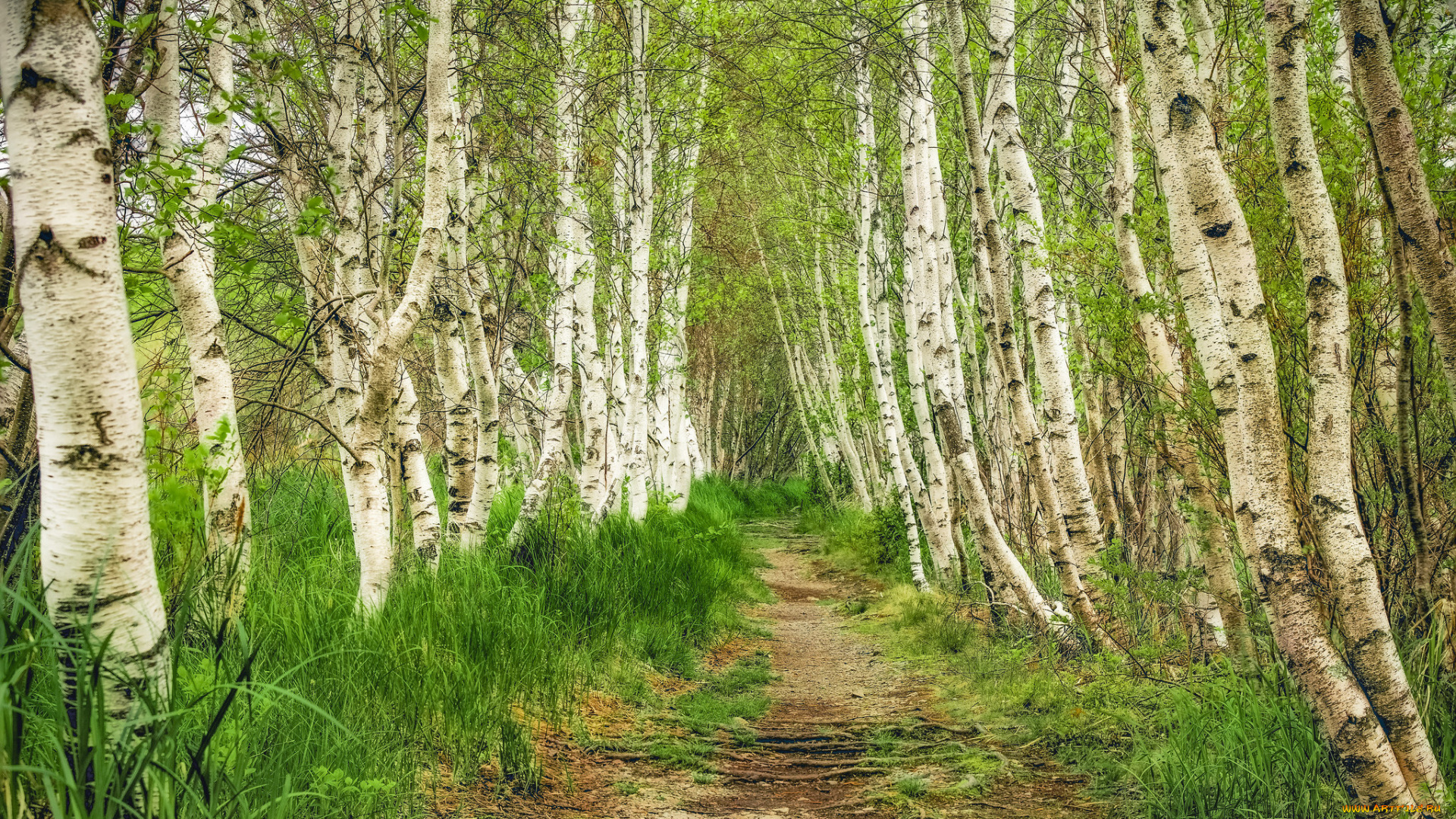 природа, дороги, простор