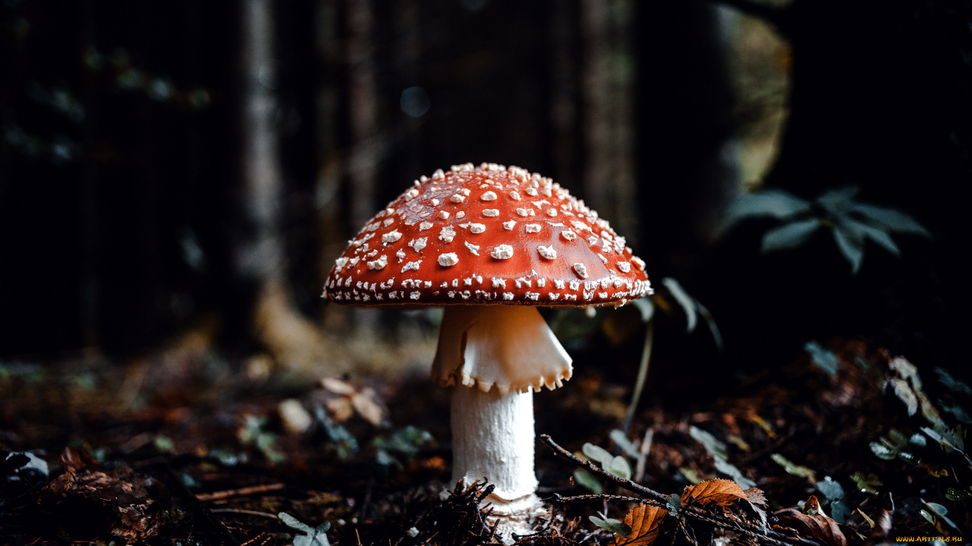 природа, грибы, , мухомор, одиночка