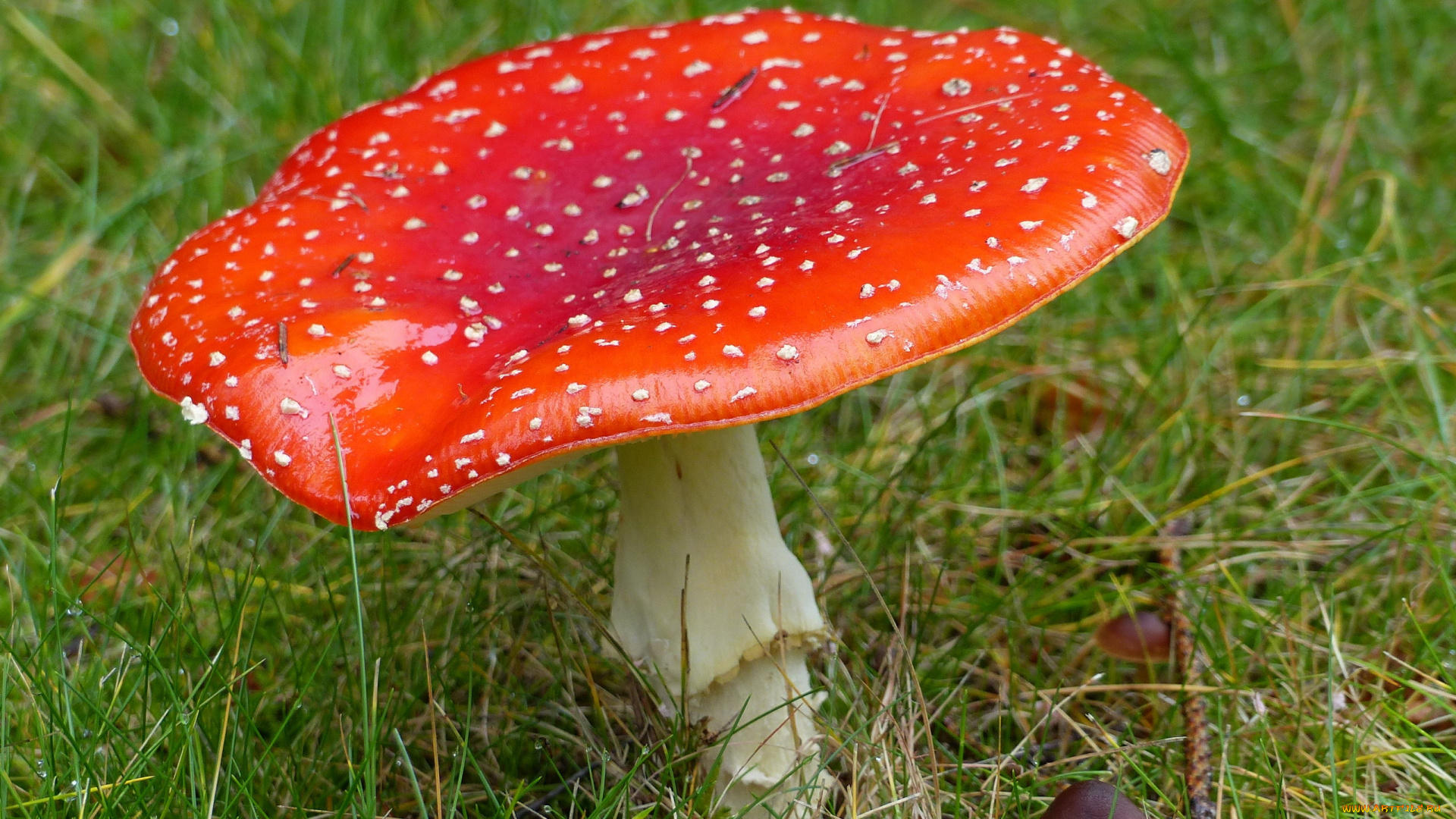 природа, грибы, , мухомор, одиночка, шляпка
