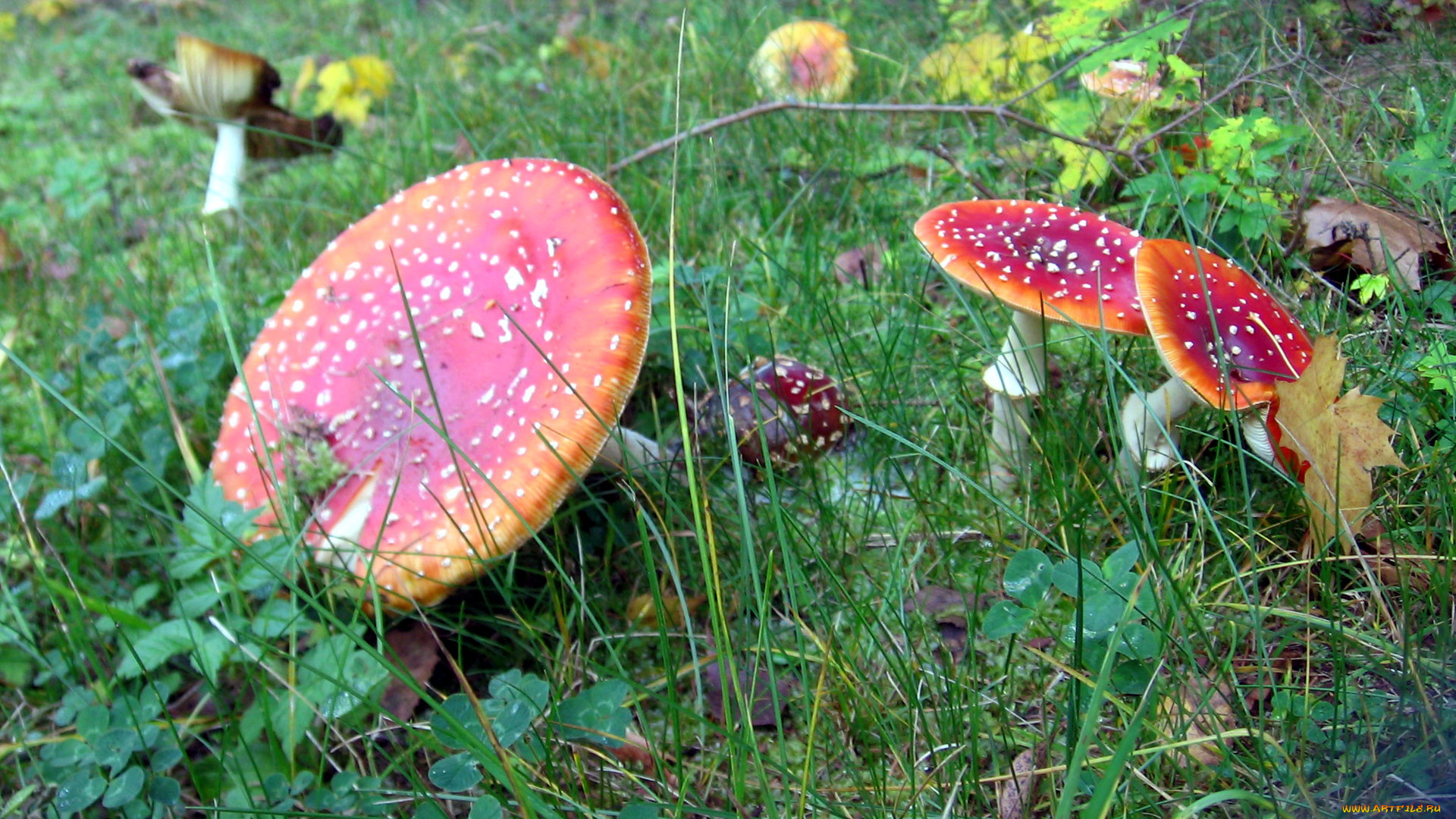 природа, грибы, , мухомор, семейка, грибная