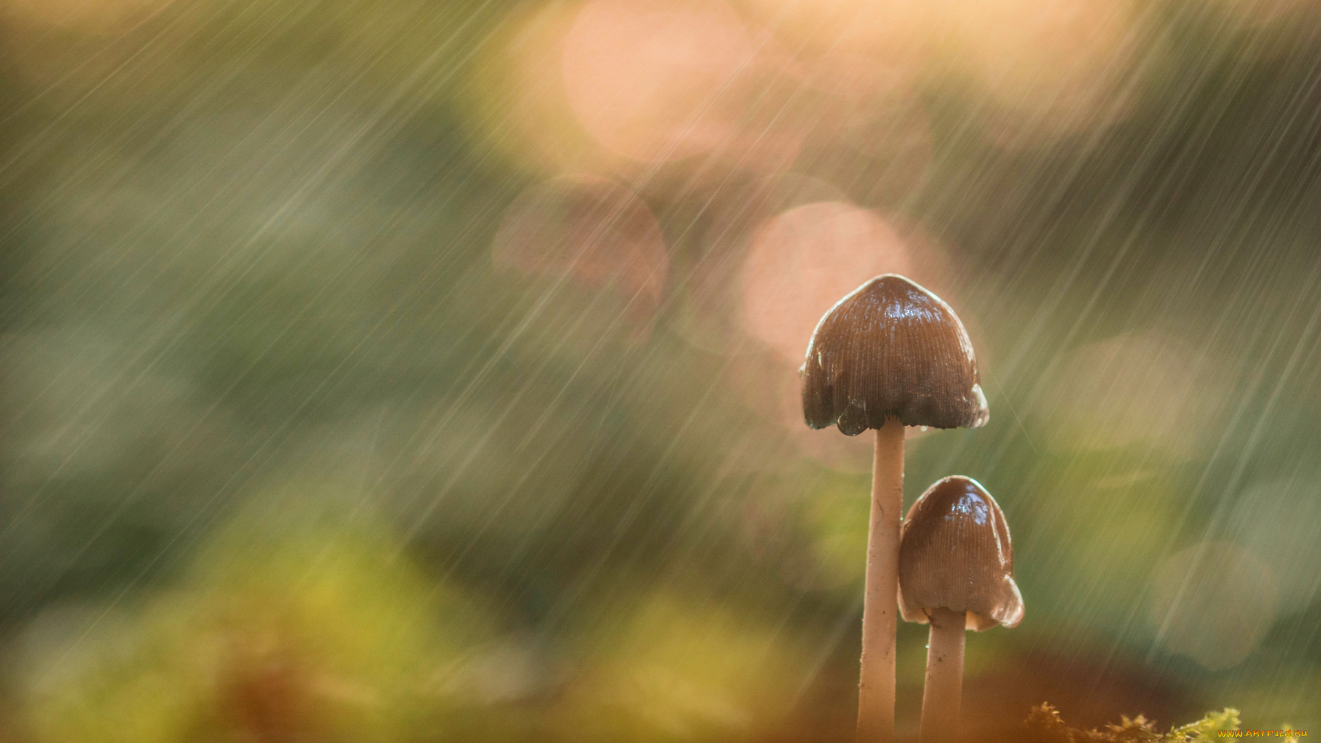 природа, грибы, макро