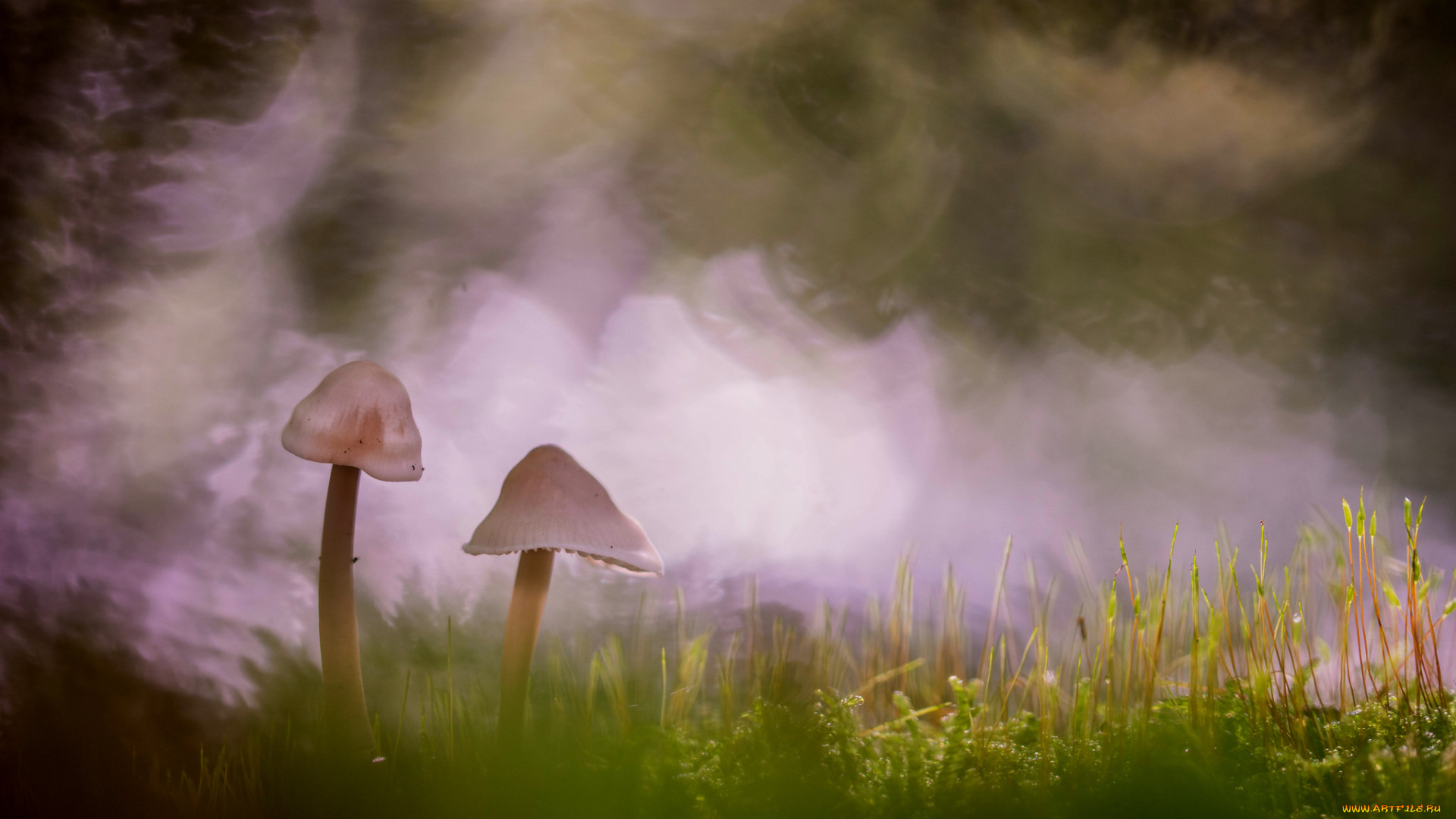 природа, грибы, макро