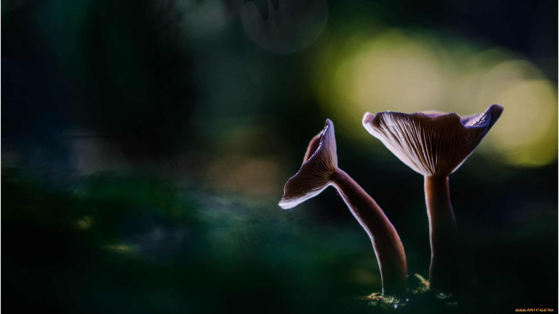 природа, грибы, макро