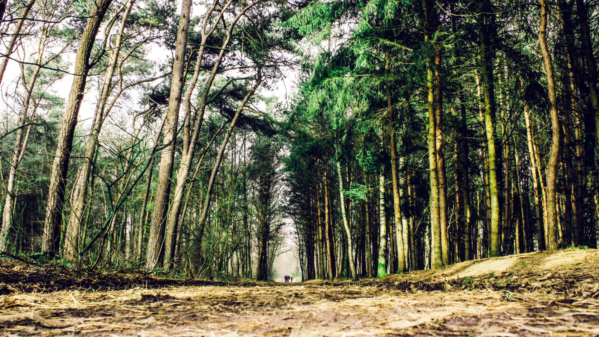 природа, лес, просека, сосны