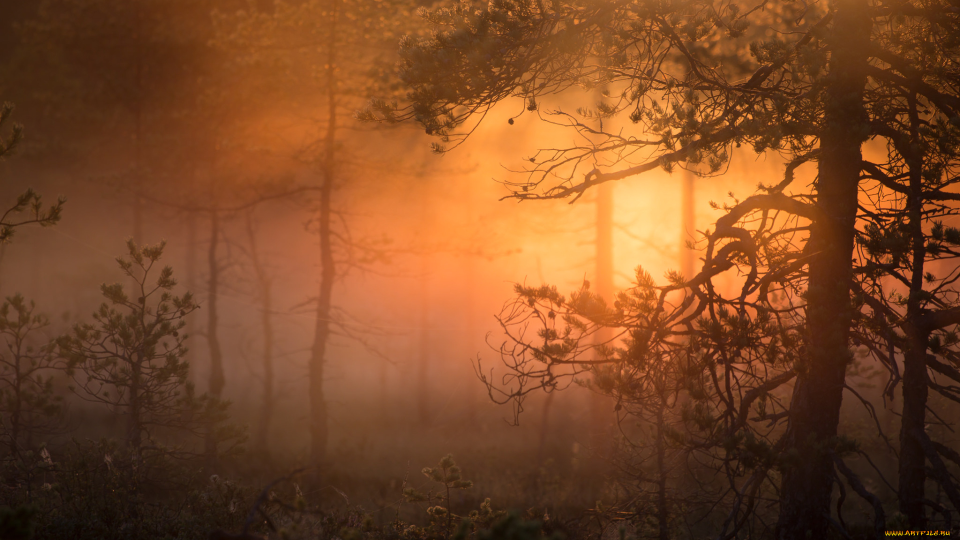 природа, лес, простор