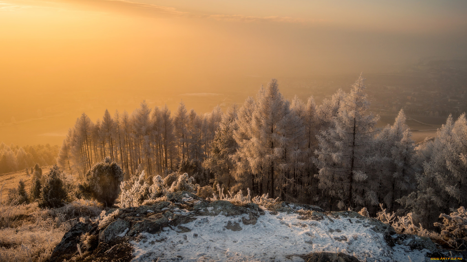 природа, лес, простор