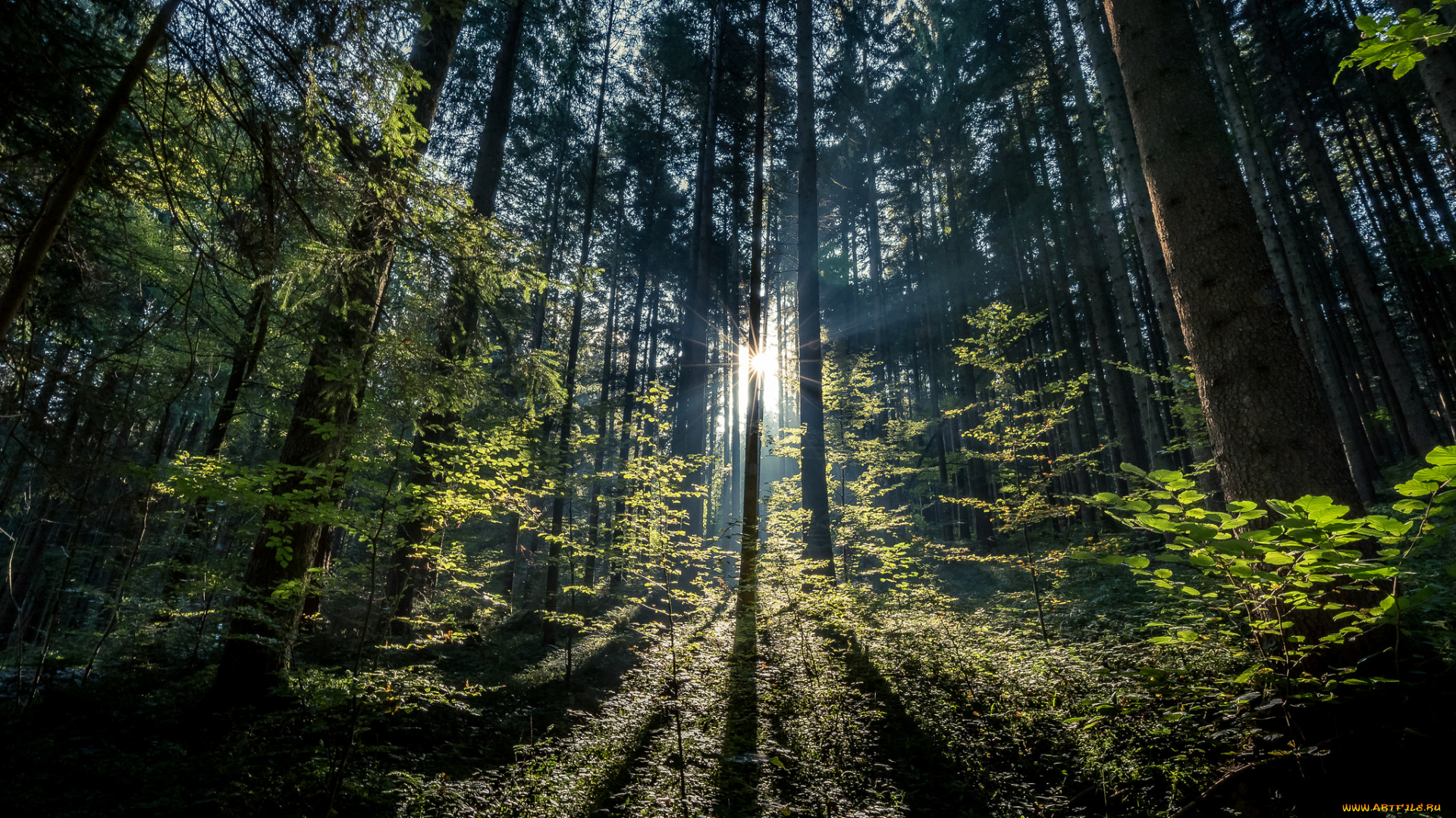 природа, лес, простор